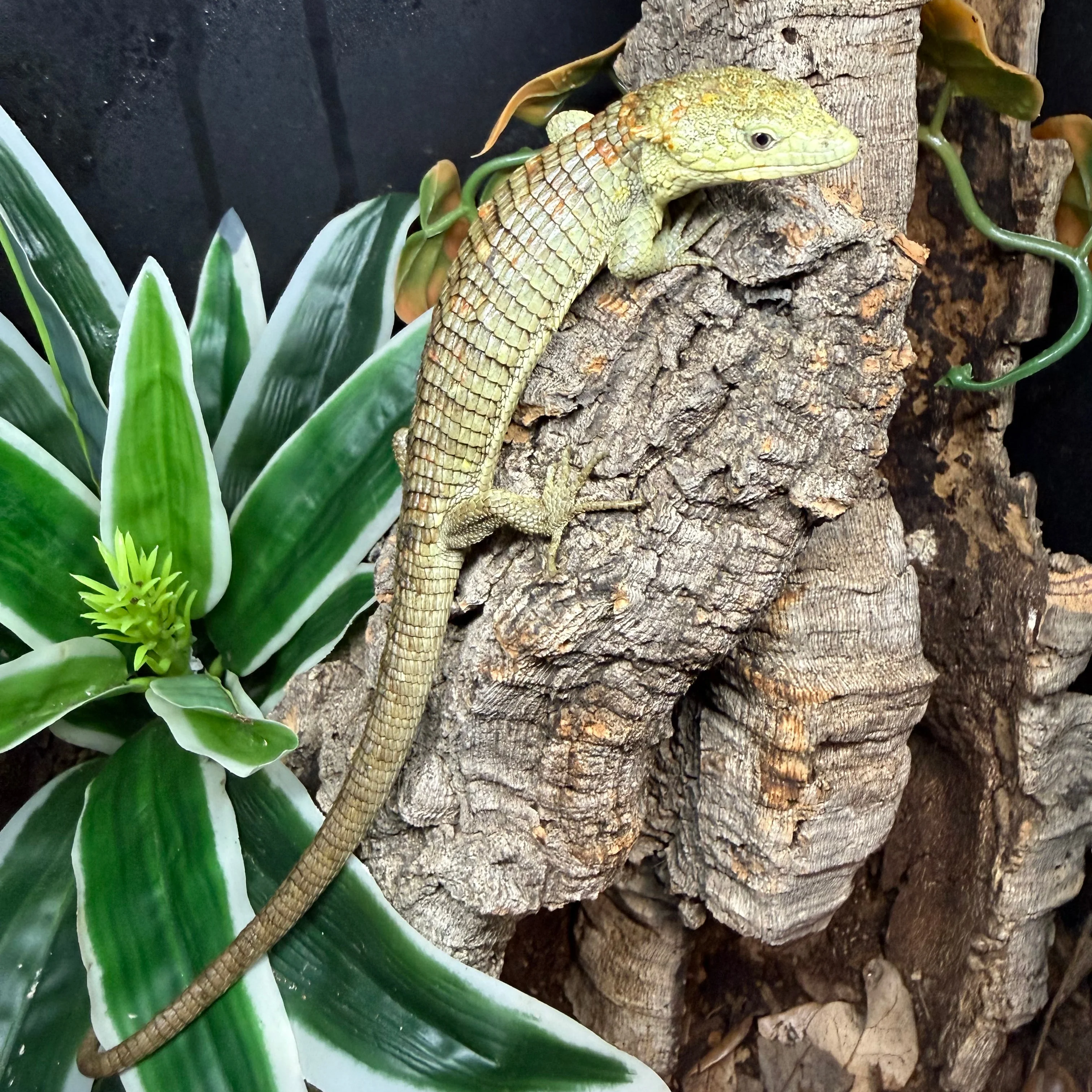 Abronia lythrochila (Mexican Aliigator Lizard) - Image 2