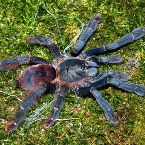 Amazonius burgessi (Ghost Tree Spider)