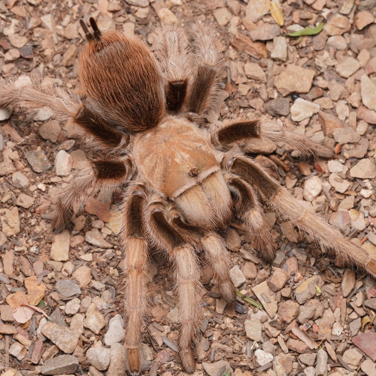Aphonopelma chalcodes (Arizona Blonde)