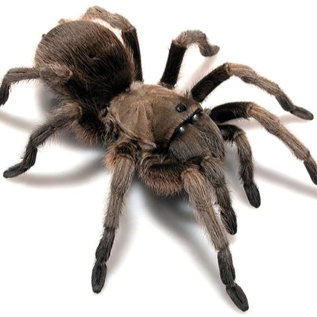 Aphonopelma gabeli (Chiricahuan Gray)