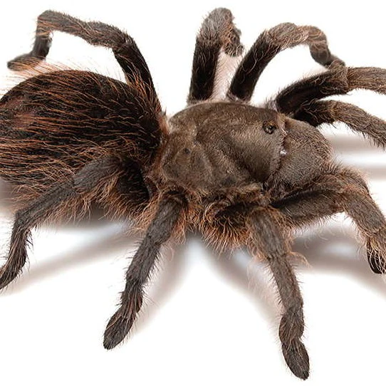 Aphonopelma madera (Madera Canyon) 3" PAIR
