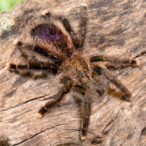 Avicularia sp 'Pucallpa' (Mardi Gras Pink Toe)