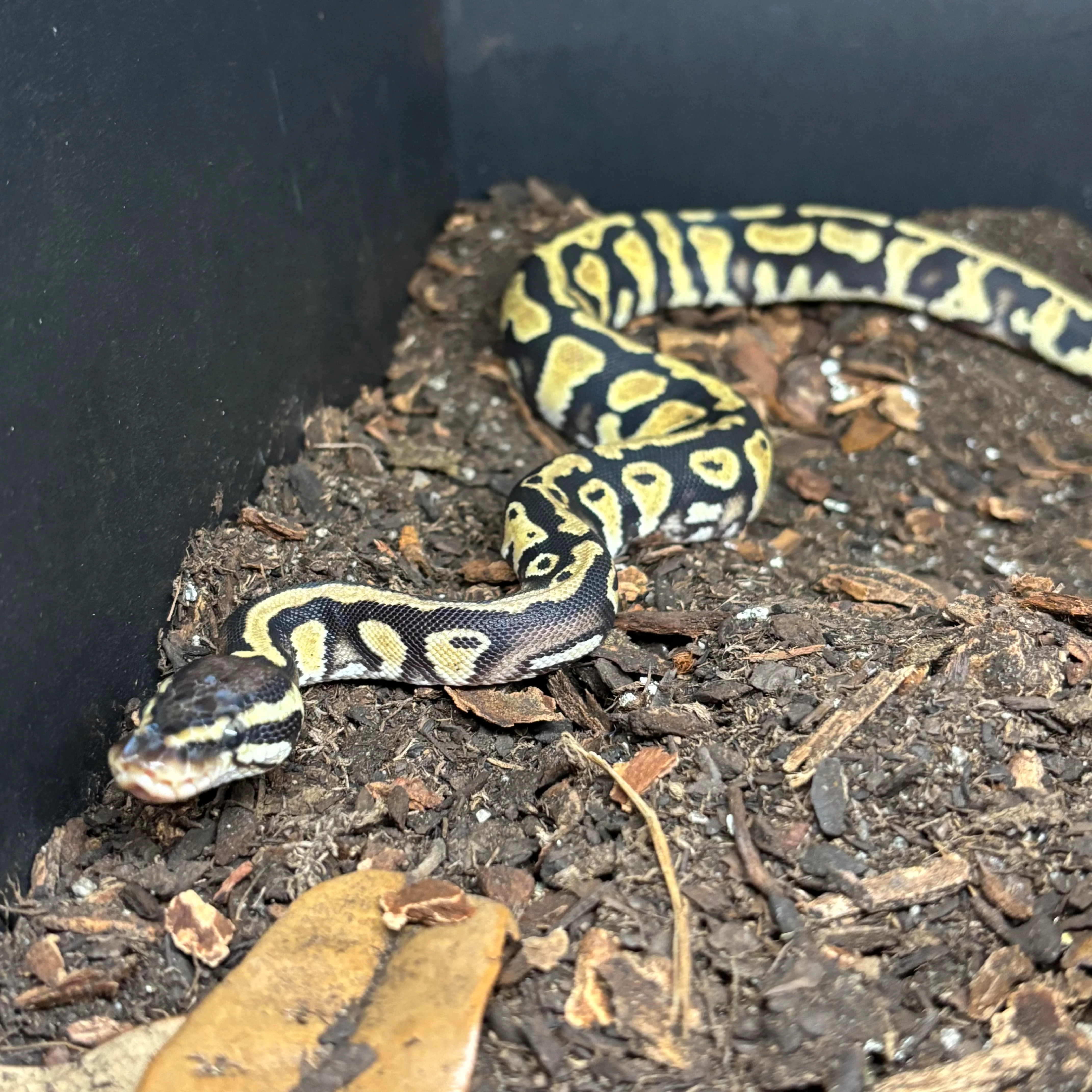 Python regius (Ball Python) Orange Dream YB/ Gravel/ Het Pied Pos Het Desert Ghost UNSEXED - Image 3
