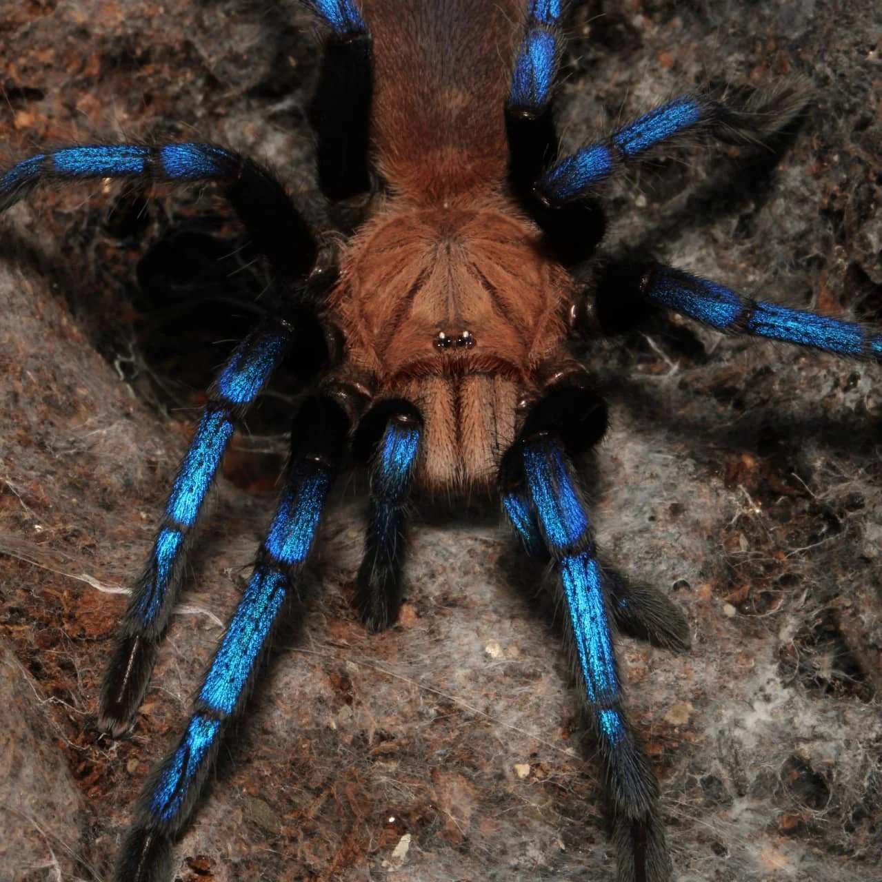 Birupes simoroxigorum (Borean Neon-Blue Leg)