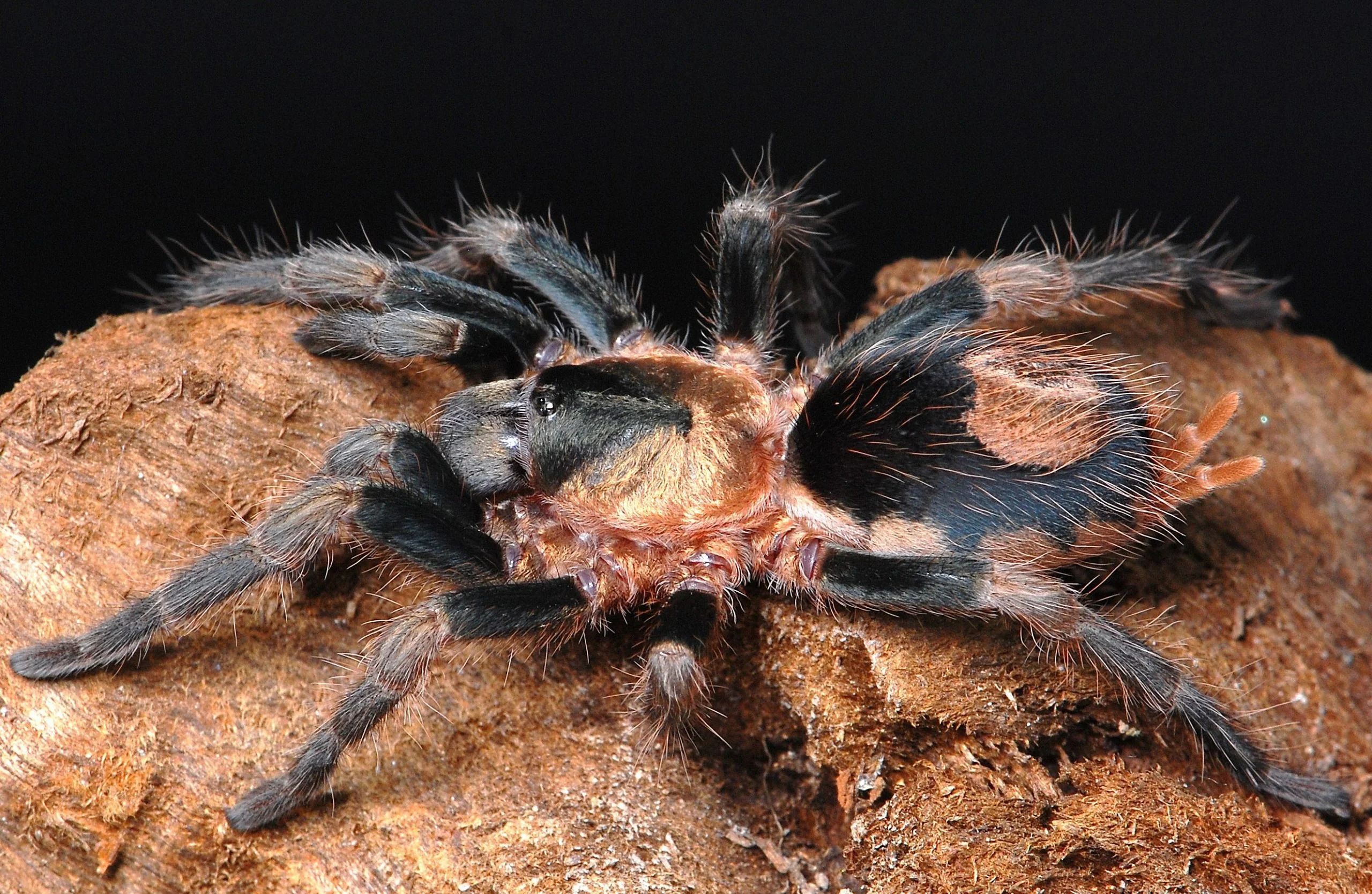 Cardiopelma mascatum (Orange Flame Rump) - Image 2