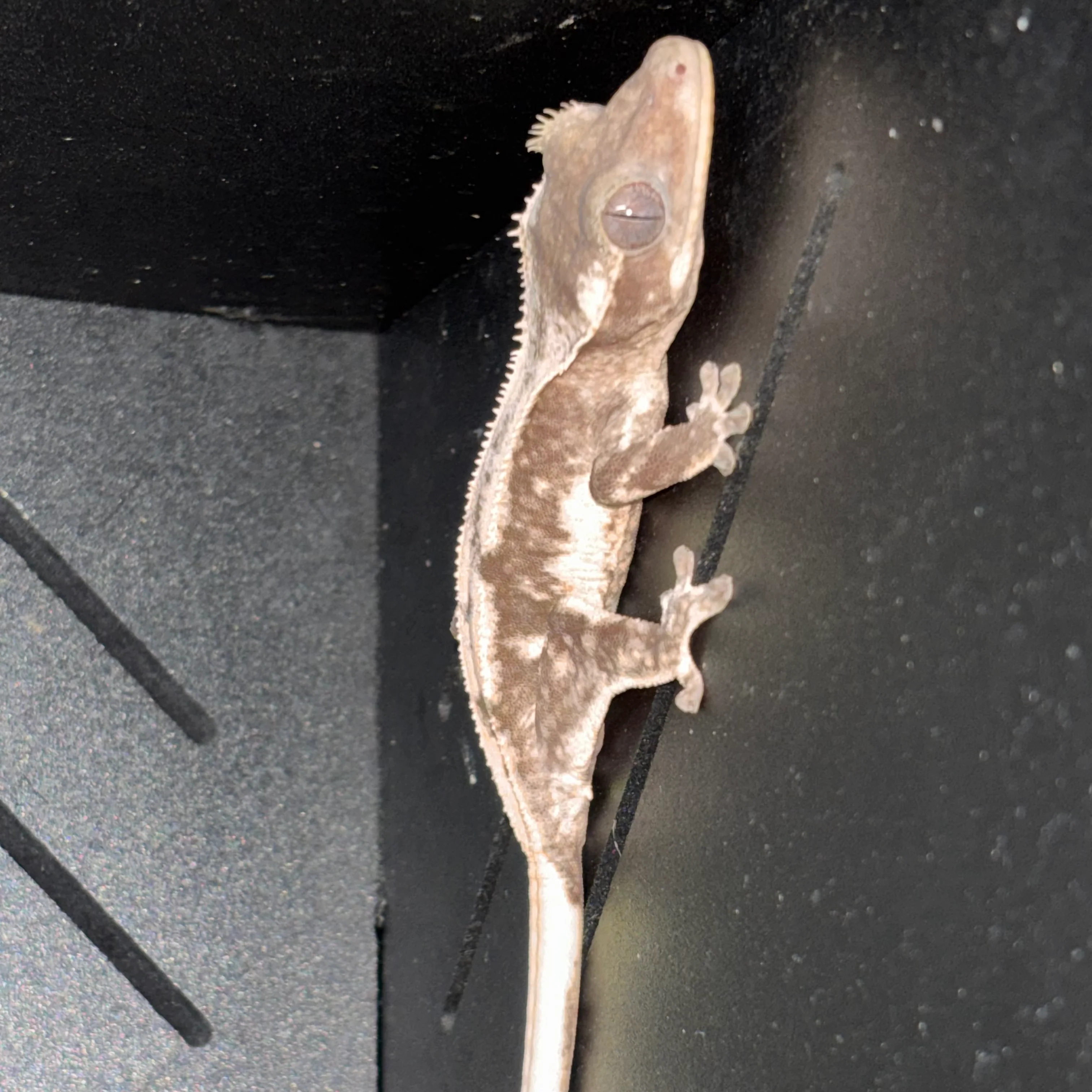 Correlophus ciliatus (Crested Gecko) Axanthic Lilly White - Image 3