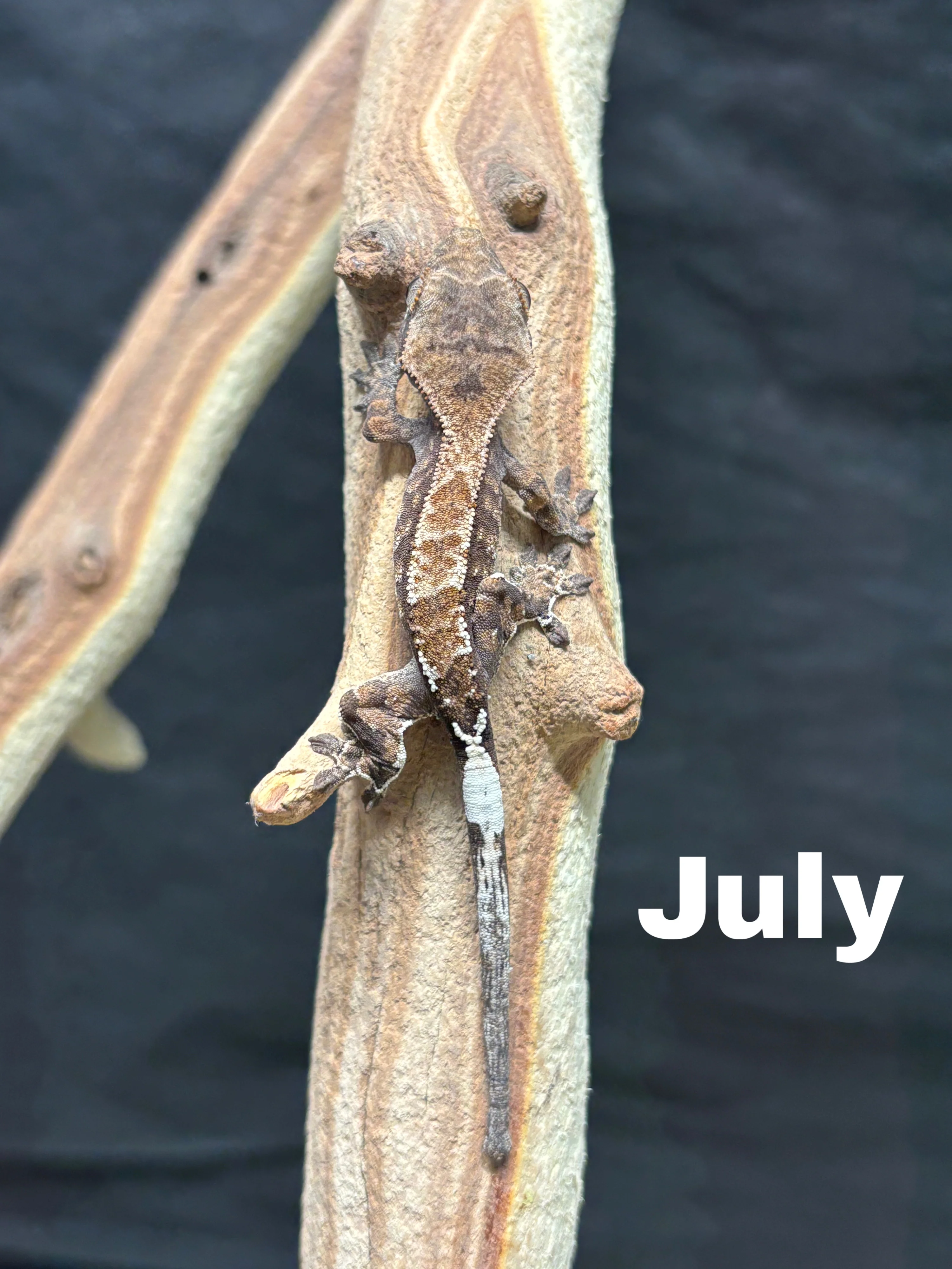 Correlophus ciliatus (Crested Gecko) Cappucino - Image 10