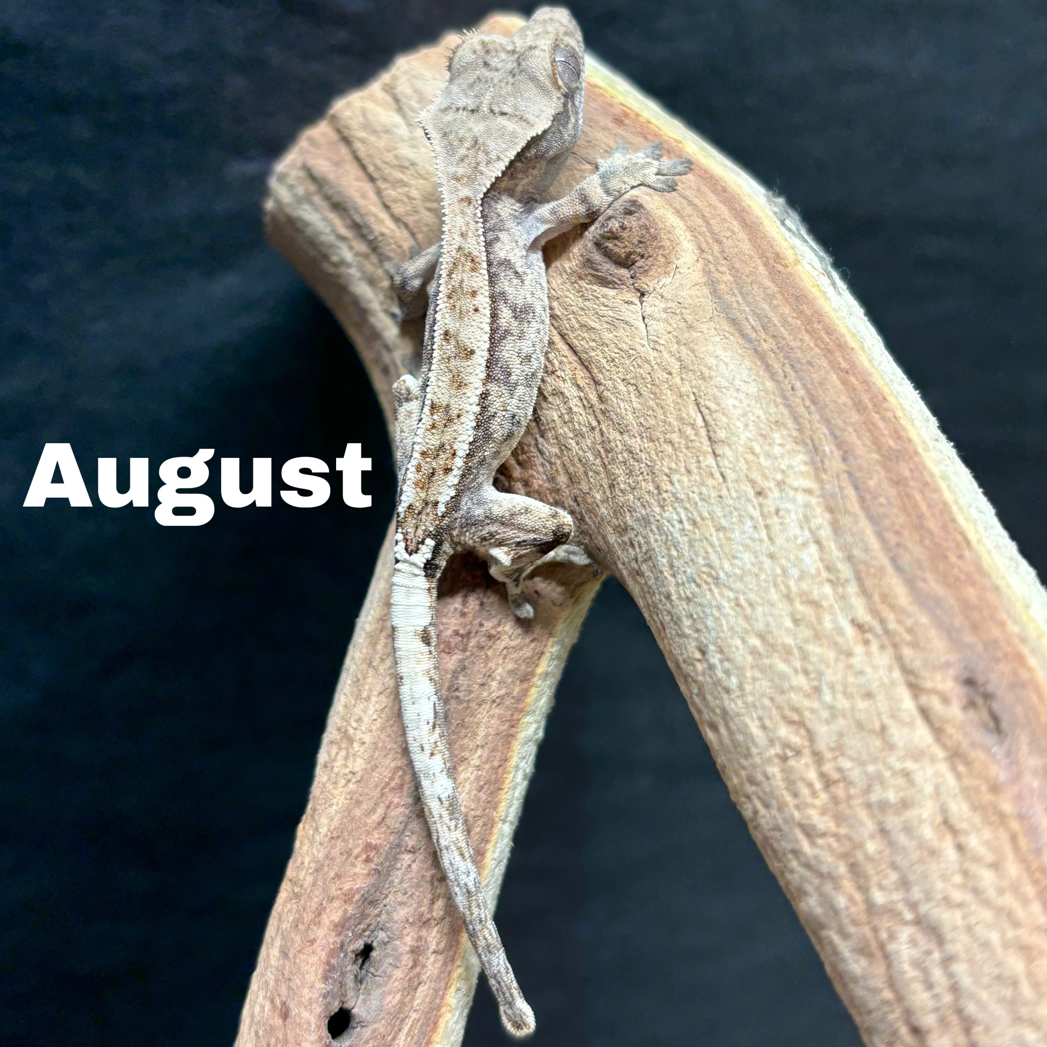 Correlophus ciliatus (Crested Gecko) Cappucino - Image 11
