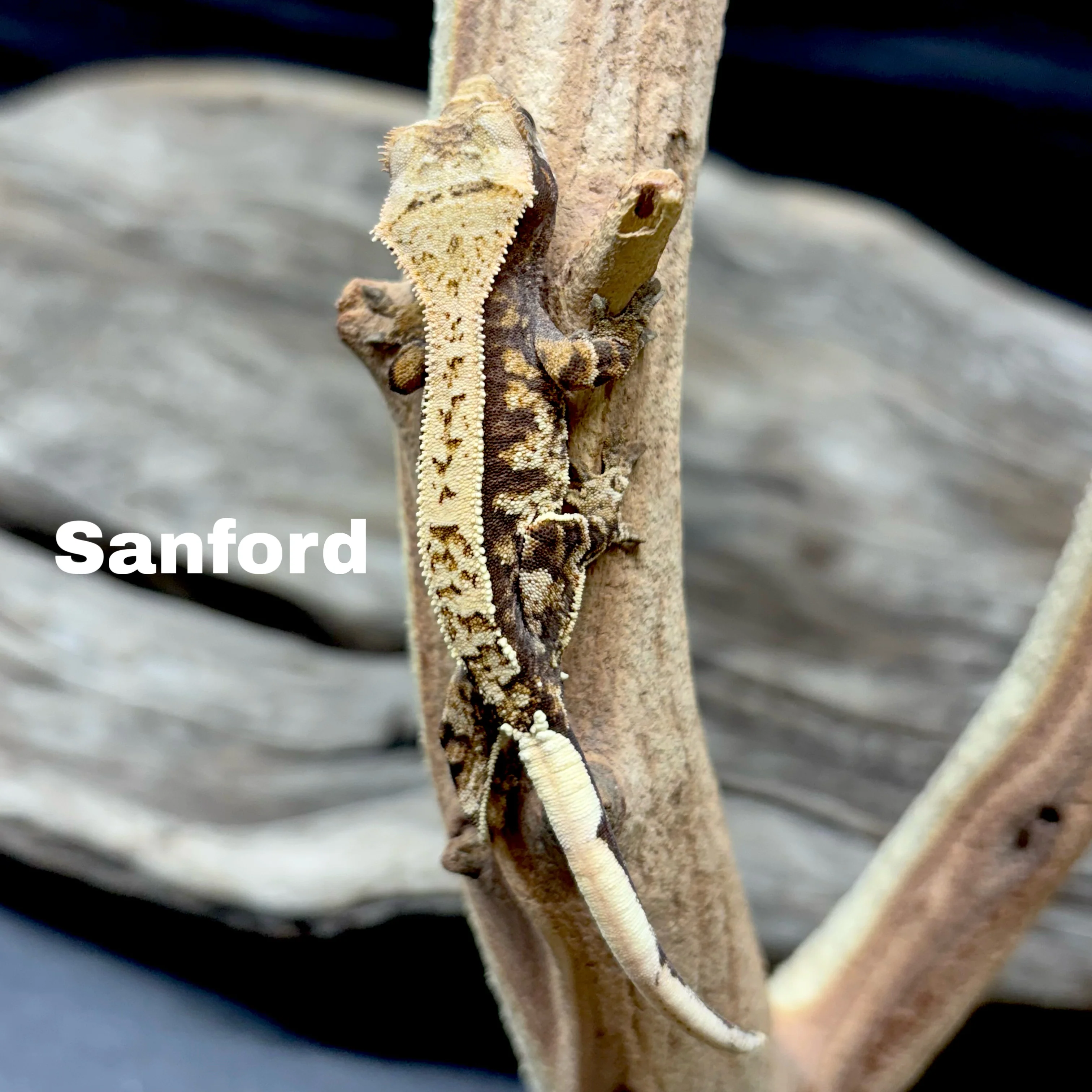 Correlophus ciliatus (Crested Gecko) Cappucino - Image 3