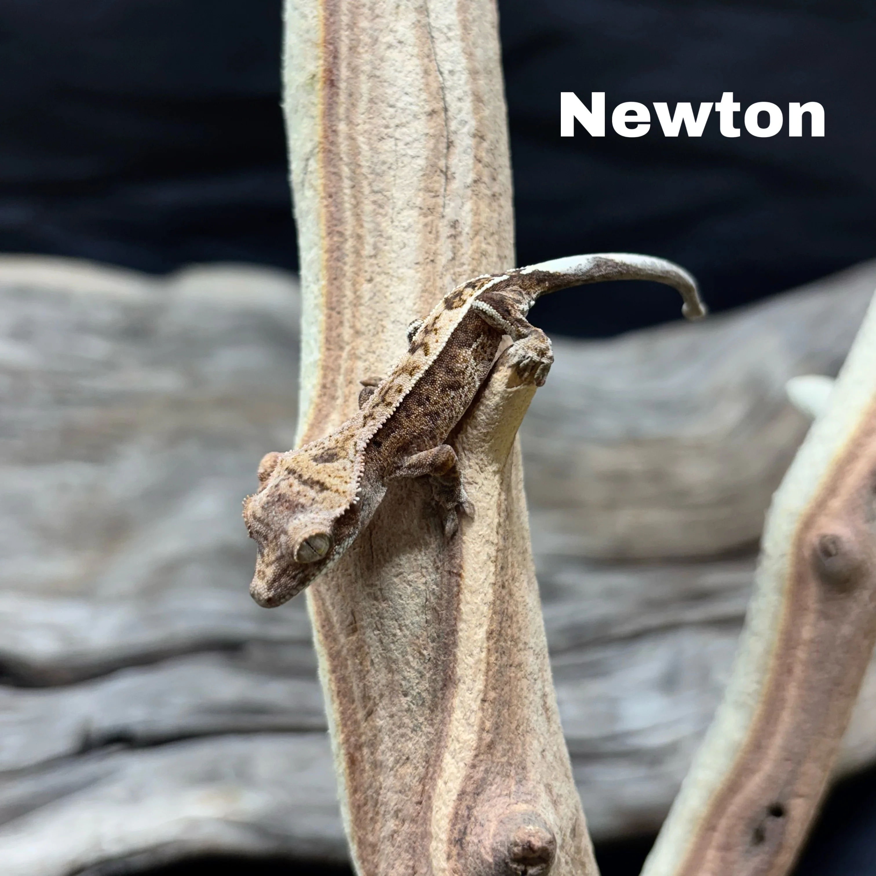 Correlophus ciliatus (Crested Gecko) Cappucino - Image 4