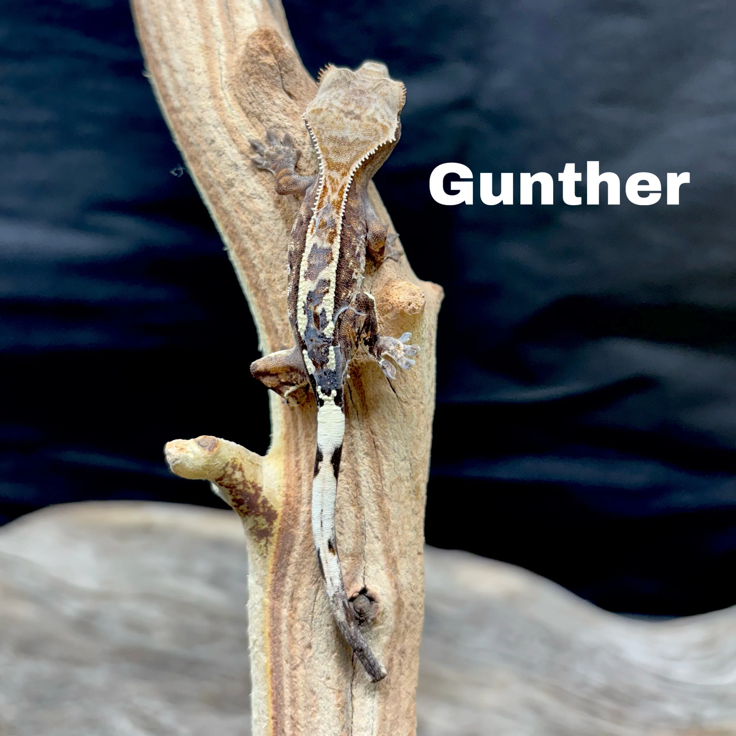 Correlophus ciliatus (Crested Gecko) Cappucino - Image 6