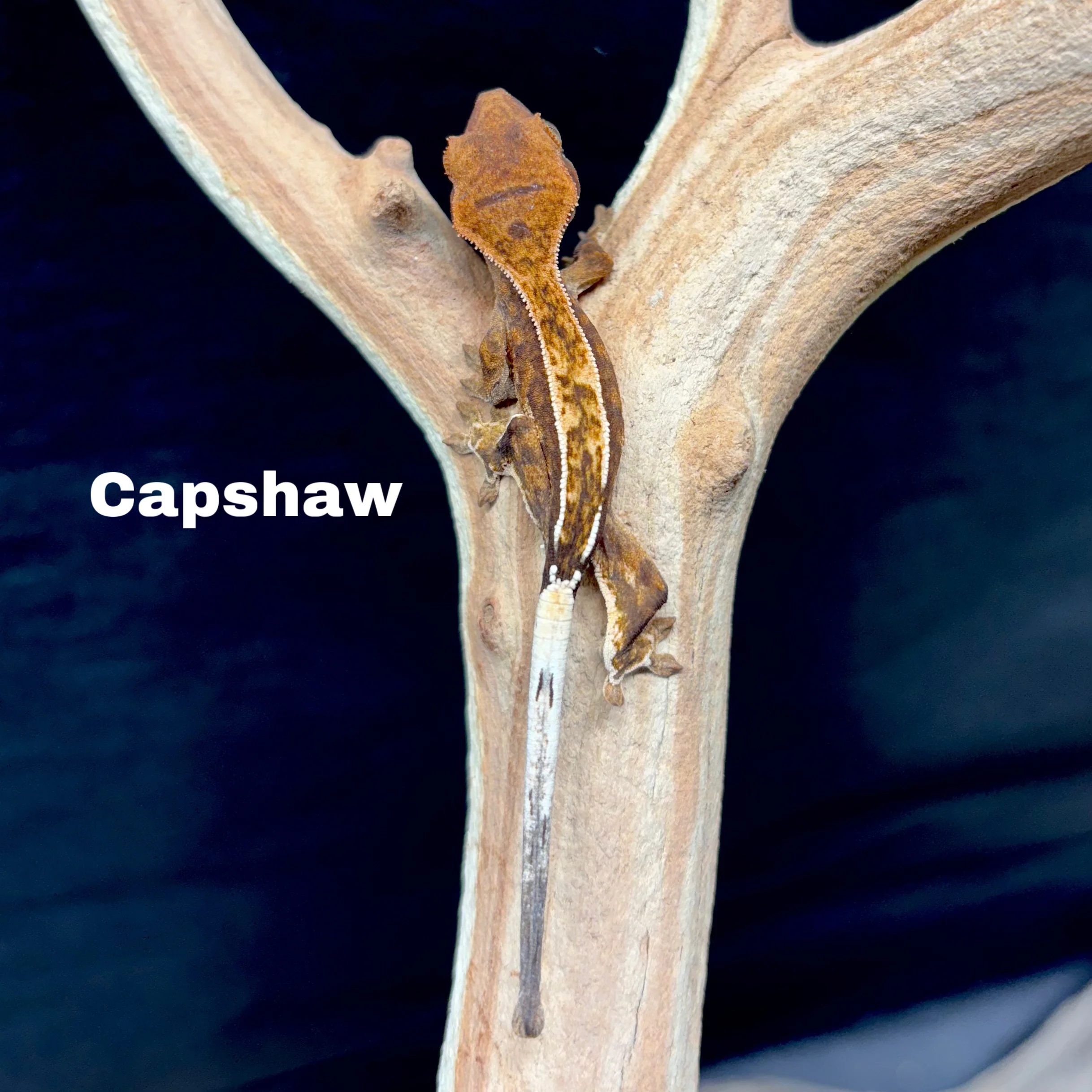 Correlophus ciliatus (Crested Gecko) Cappucino - Image 7