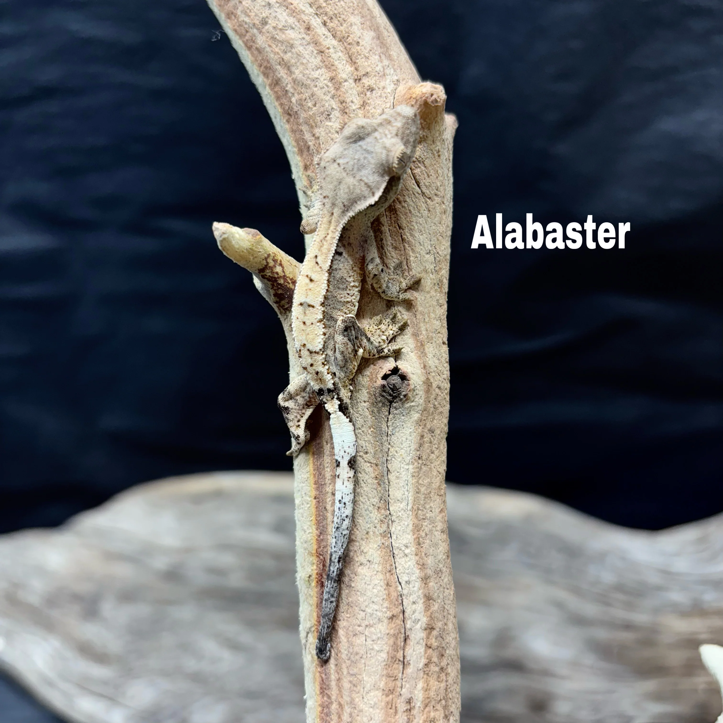 Correlophus ciliatus (Crested Gecko) Cappucino - Image 8