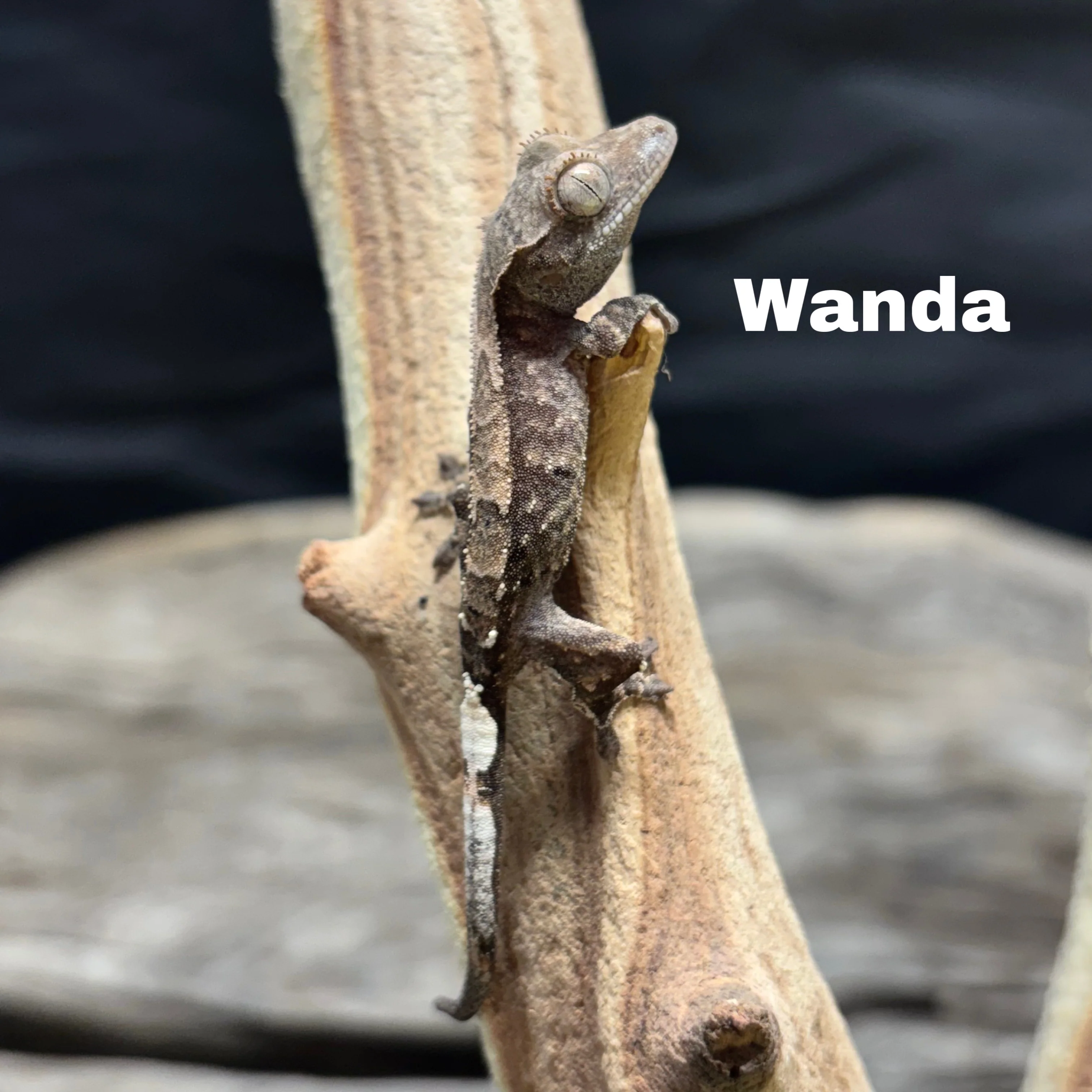 Correlophus ciliatus (Crested Gecko) Cappucino - Image 9