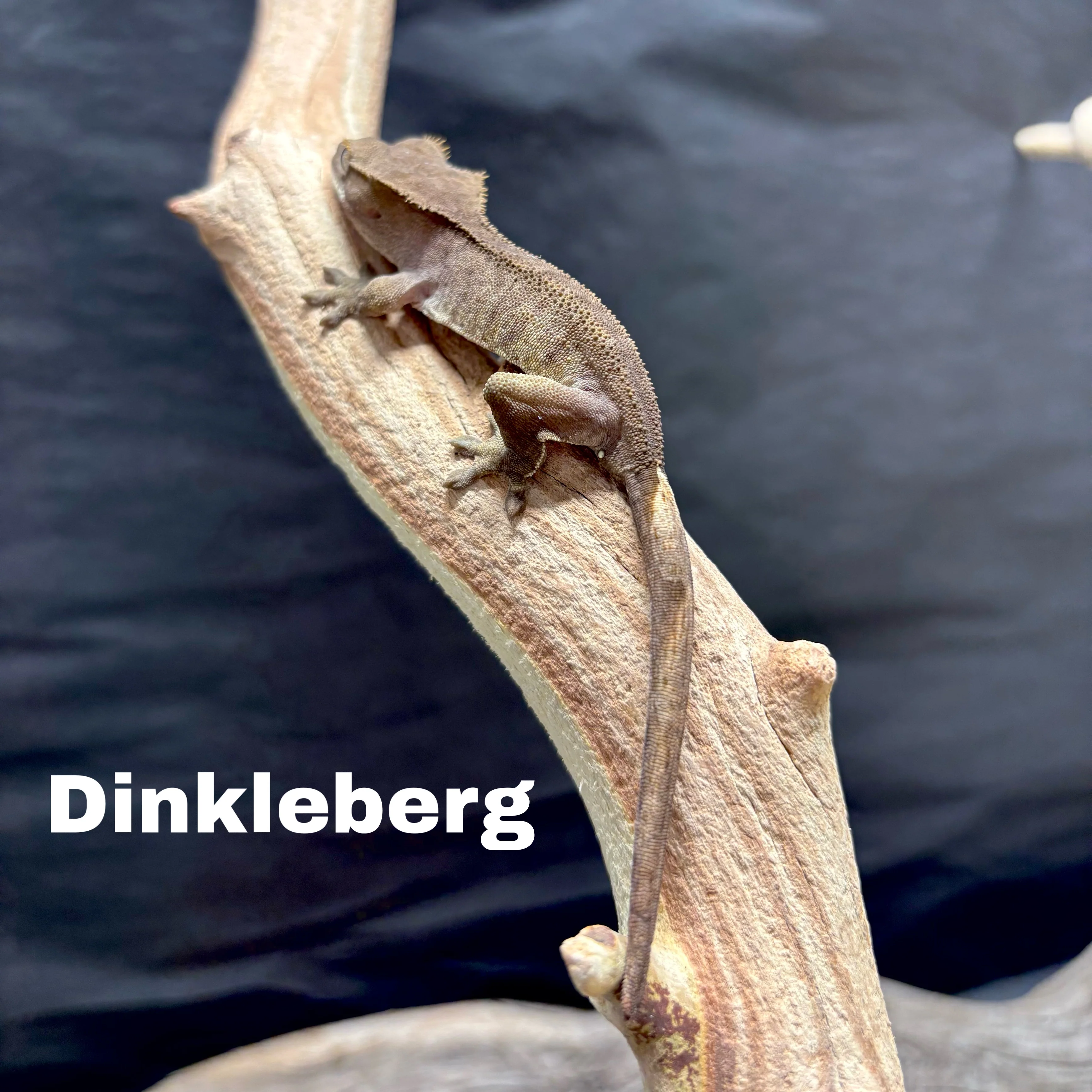 Correlophus ciliatus (Crested Gecko) Charcoal - Image 3