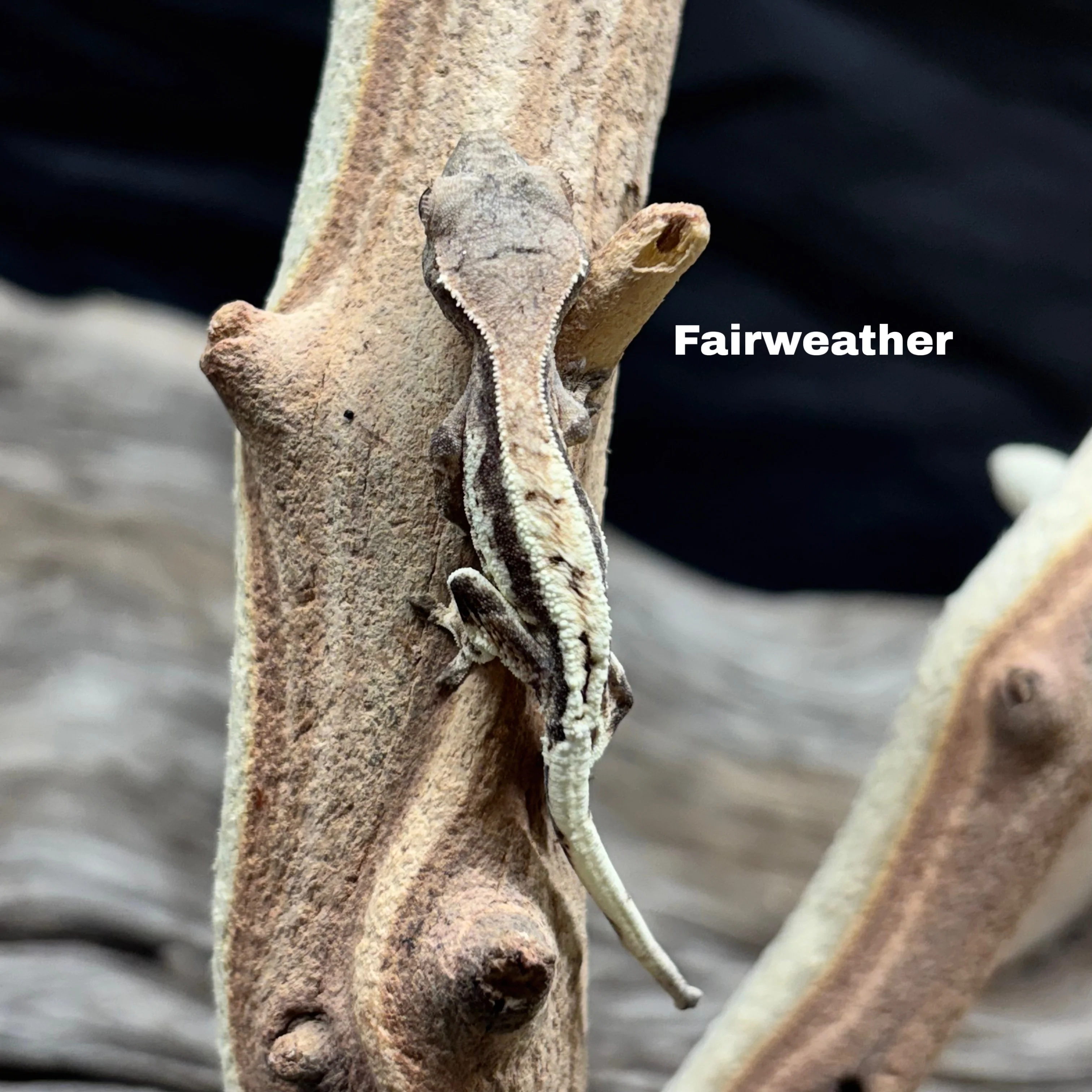 Correlophus ciliatus (Crested Gecko) Frappucino - Image 3