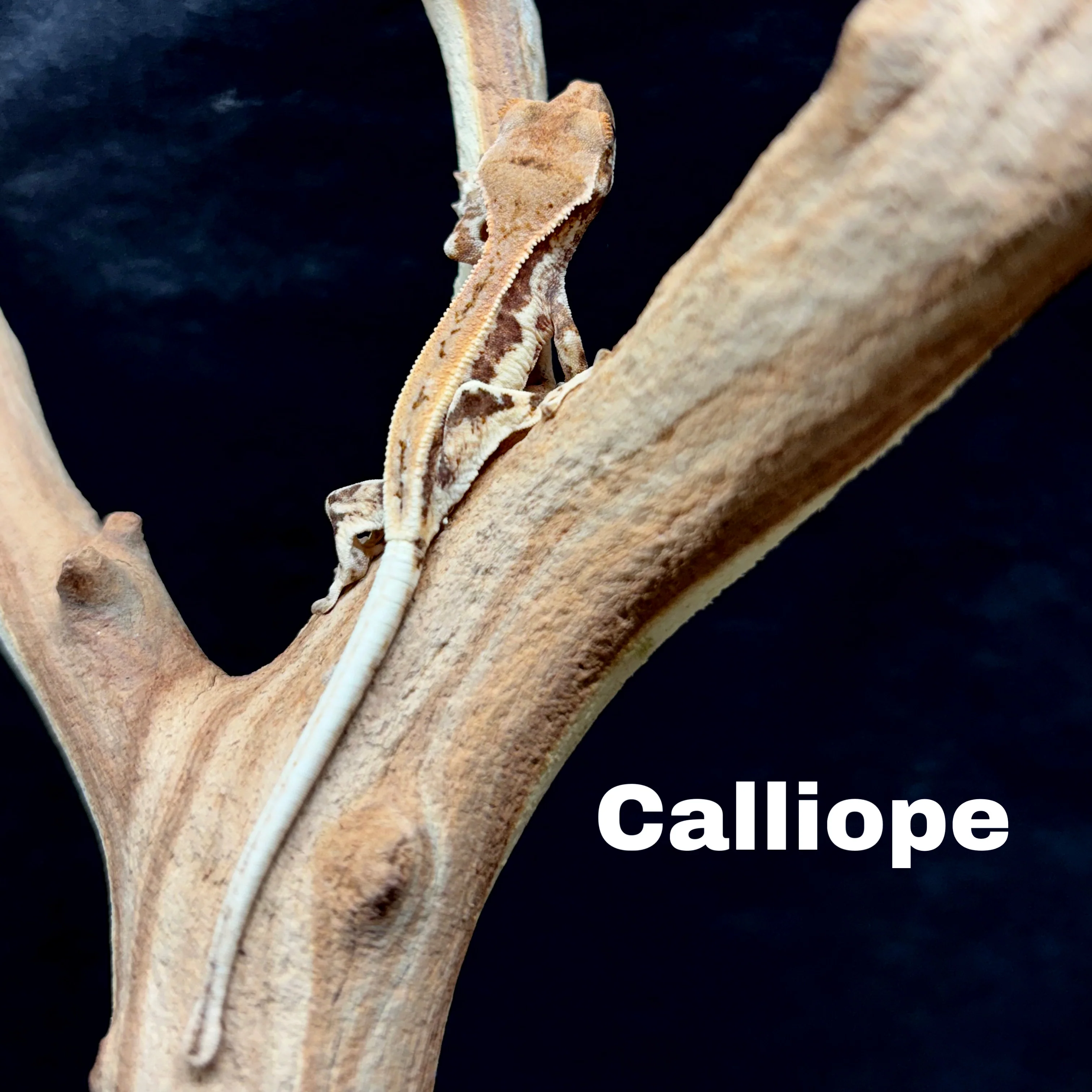 Correlophus ciliatus (Crested Gecko) Frappucino - Image 4