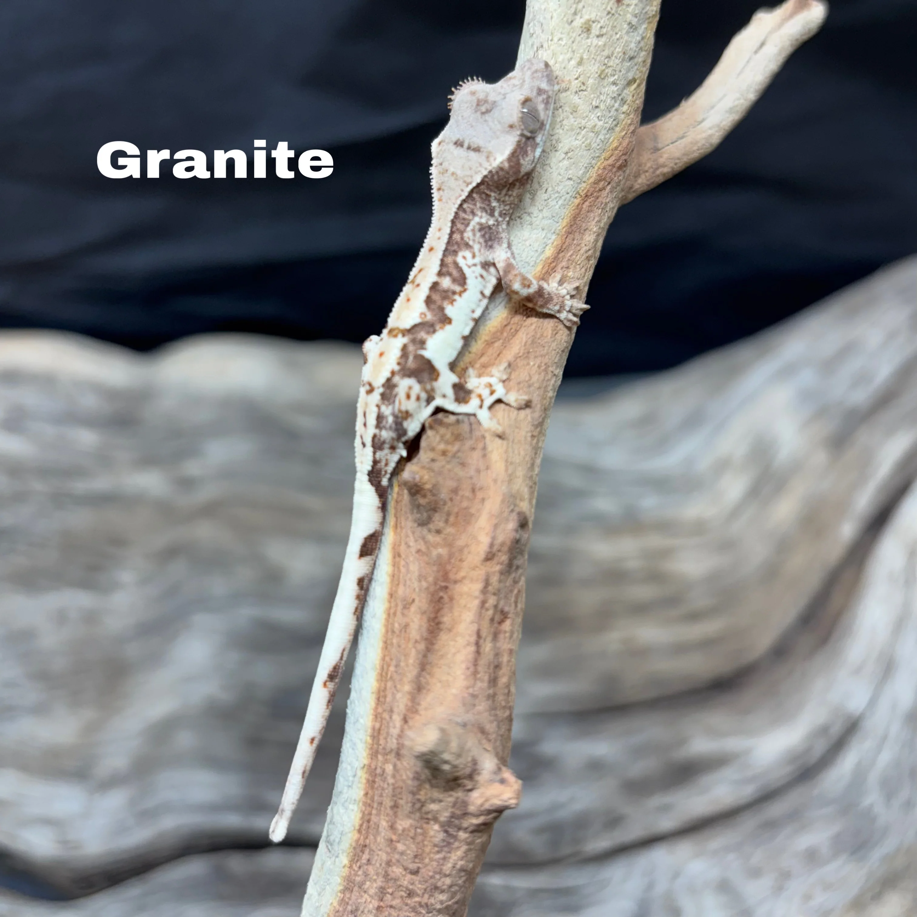 Correlophus ciliatus (Crested Gecko) Frappucino - Image 6