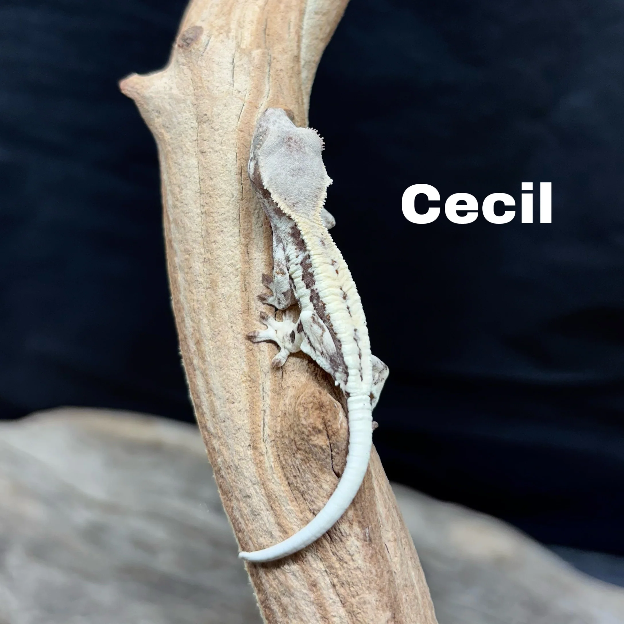 Correlophus ciliatus (Crested Gecko) Frappucino - Image 7