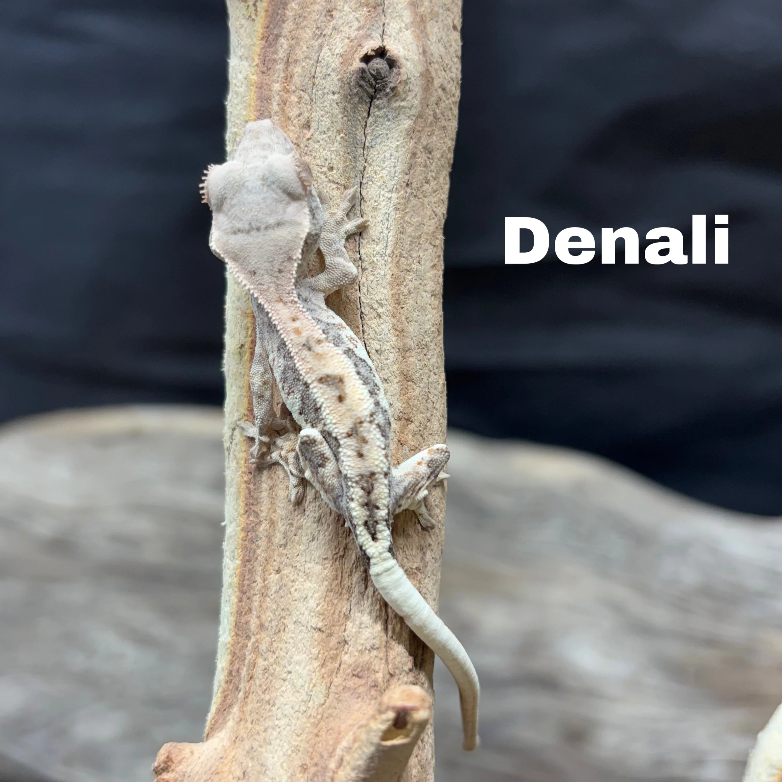 Correlophus ciliatus (Crested Gecko) Frappucino - Image 8