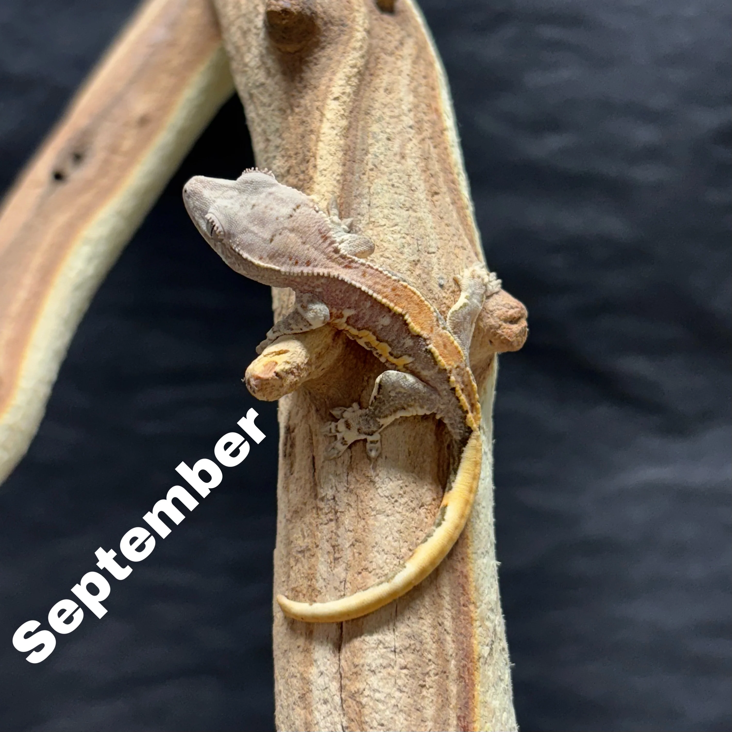 Correlophus ciliatus (Crested Gecko) Lily White - Image 3