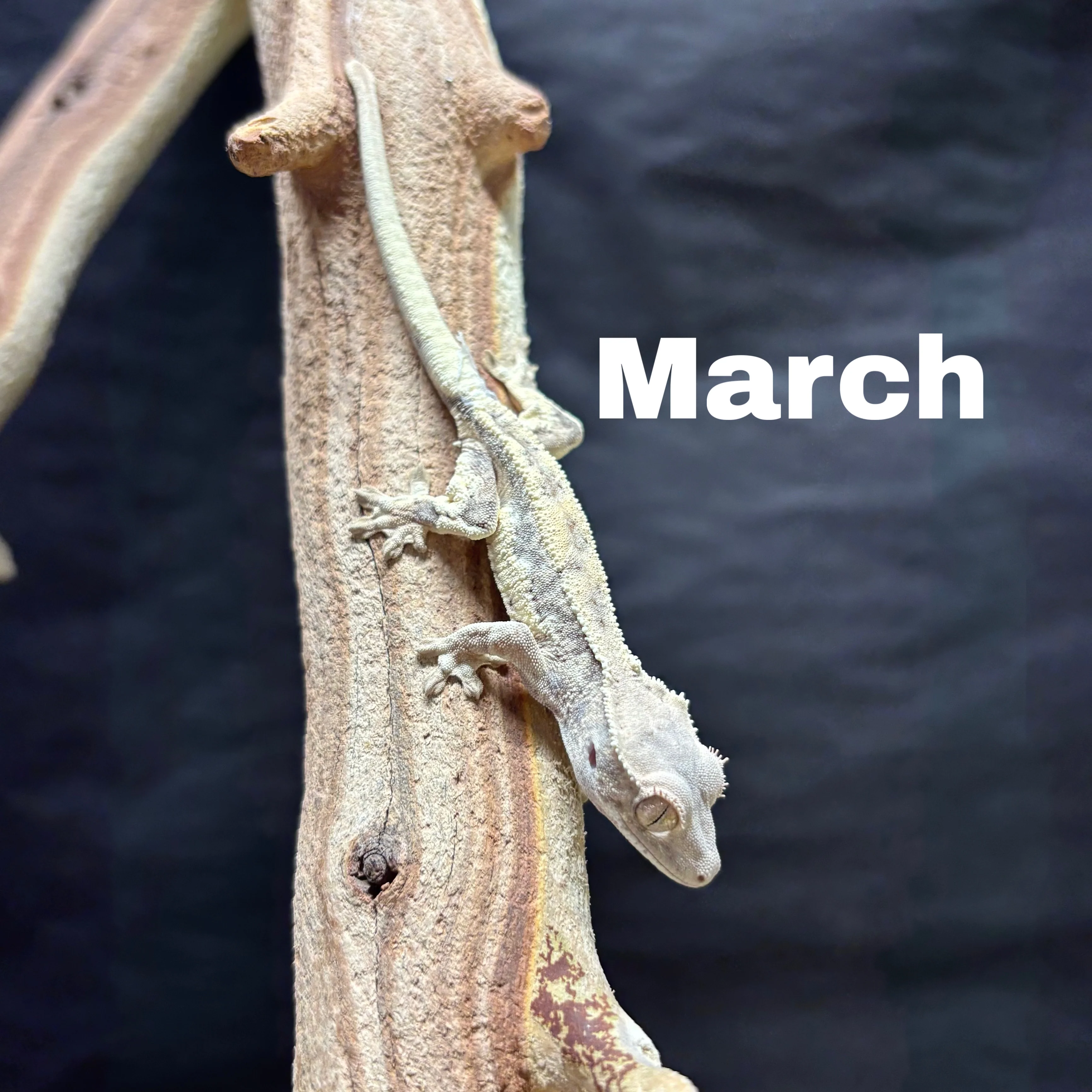 Correlophus ciliatus (Crested Gecko) Sable Lily White - Image 3