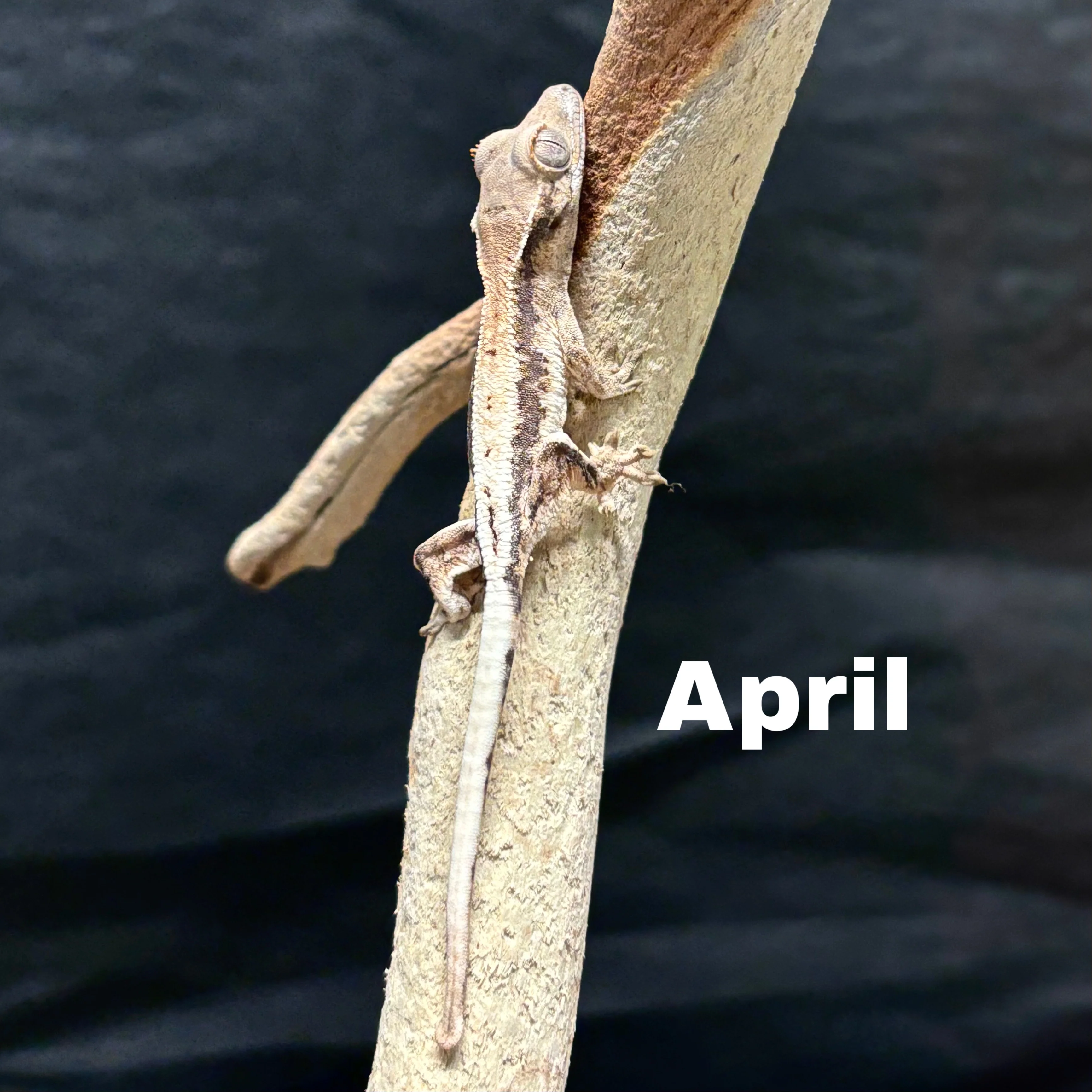 Correlophus ciliatus (Crested Gecko) Sable Lily White - Image 4