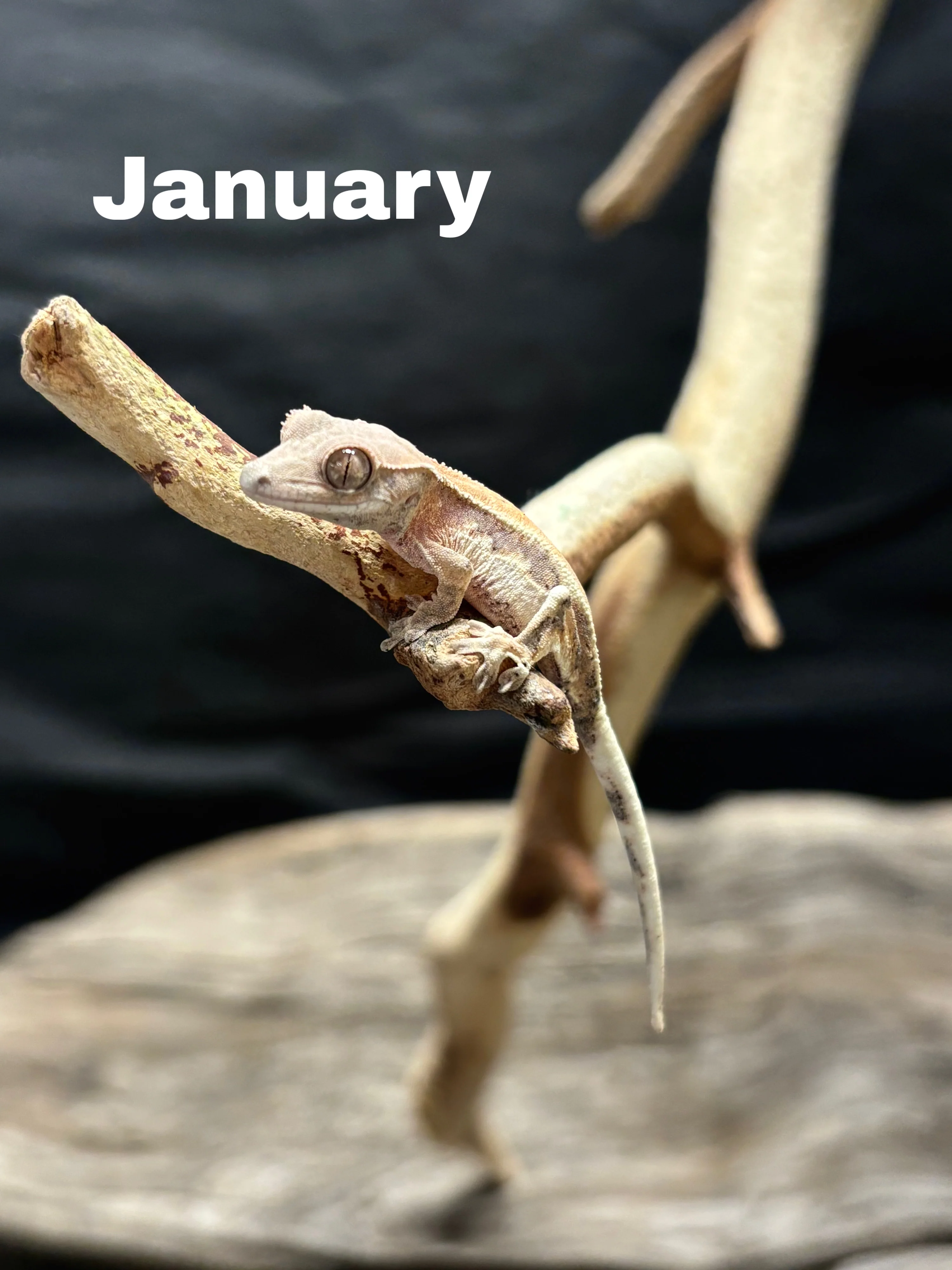 Correlophus ciliatus (Crested Gecko) Sable Lily White - Image 5