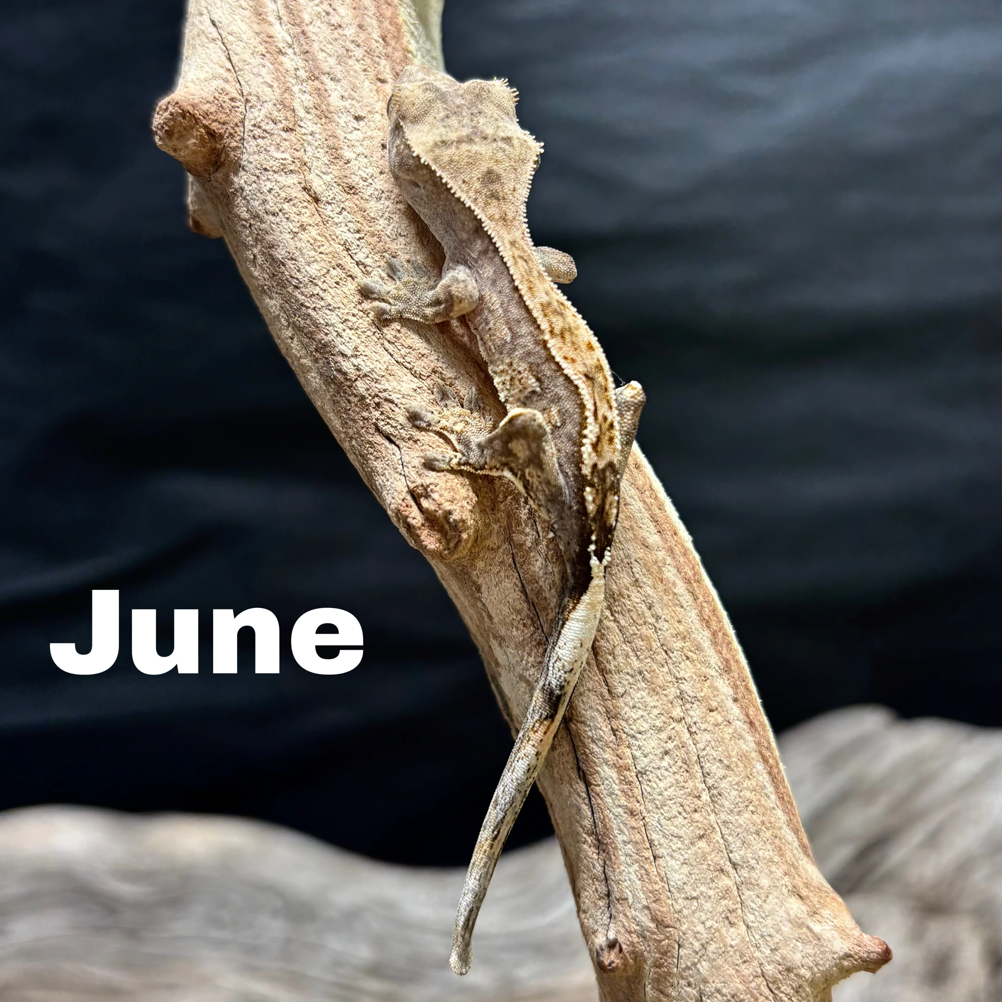 Correlophus ciliatus (Crested Gecko) Sable Lily White - Image 6