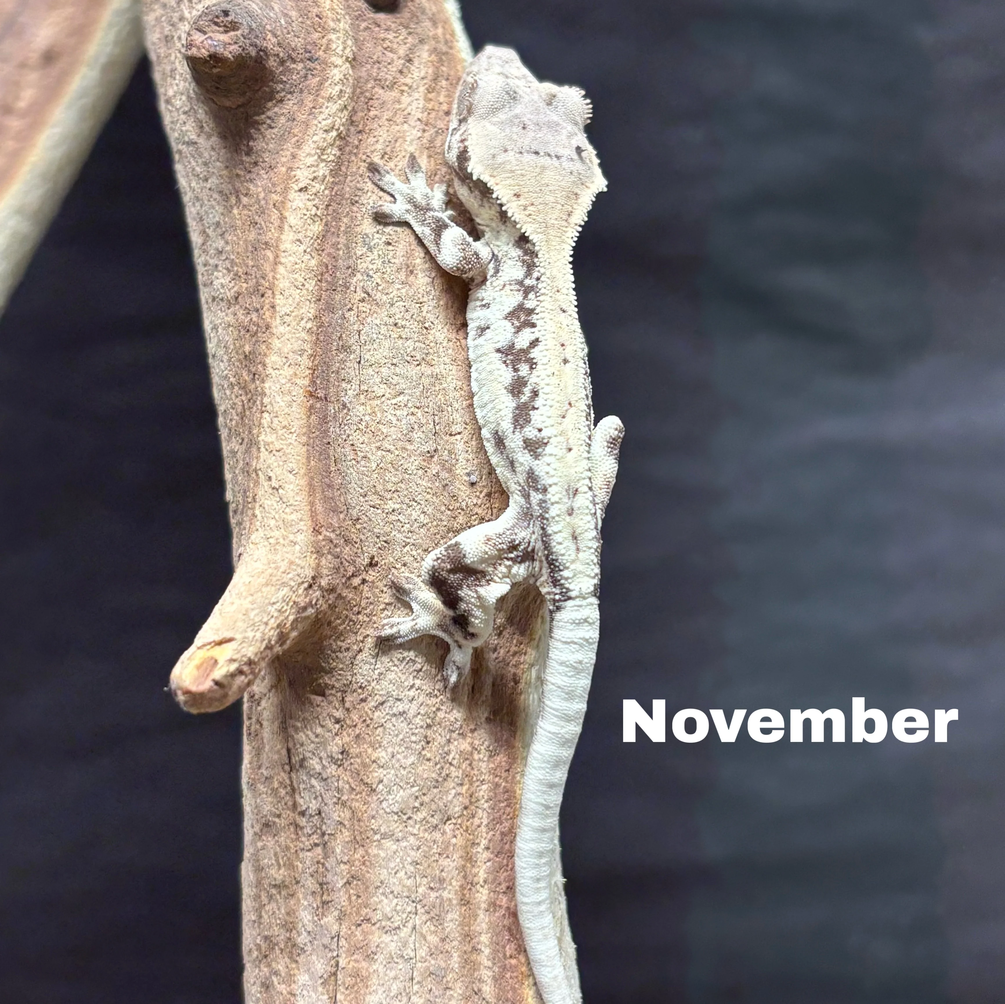 Correlophus ciliatus (Crested Gecko) Sable Lily White - Image 7