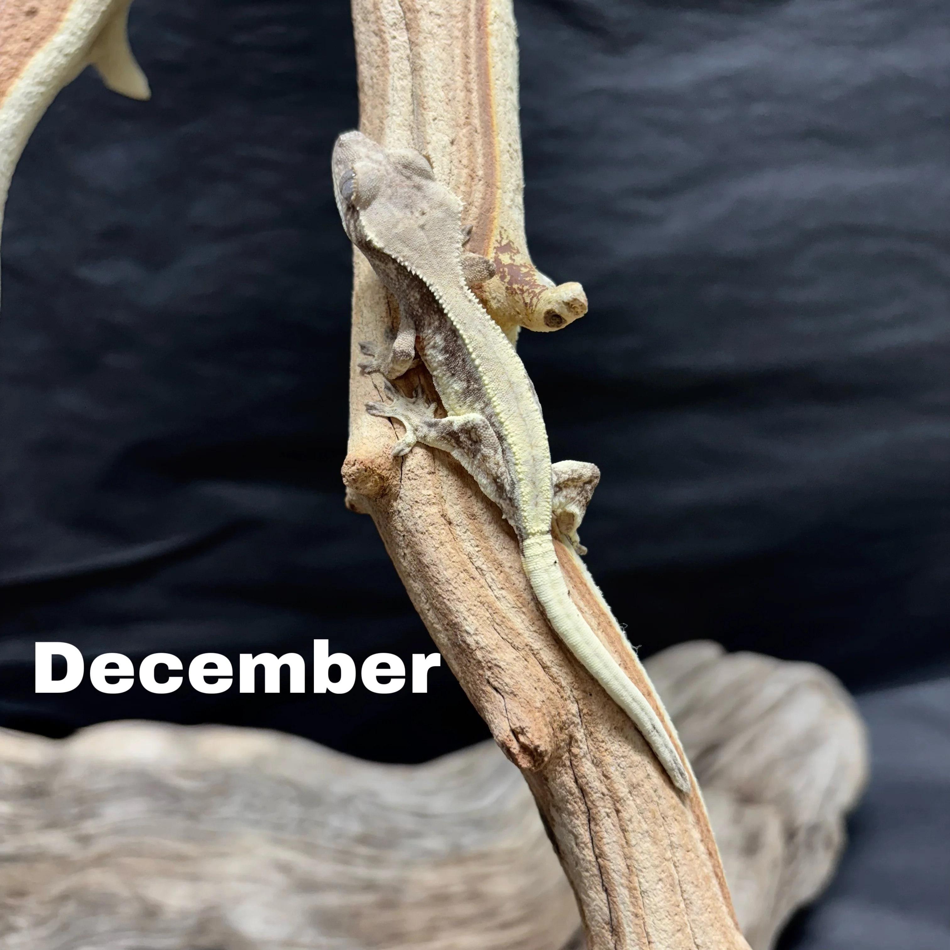Correlophus ciliatus (Crested Gecko) Sable Lily White - Image 8
