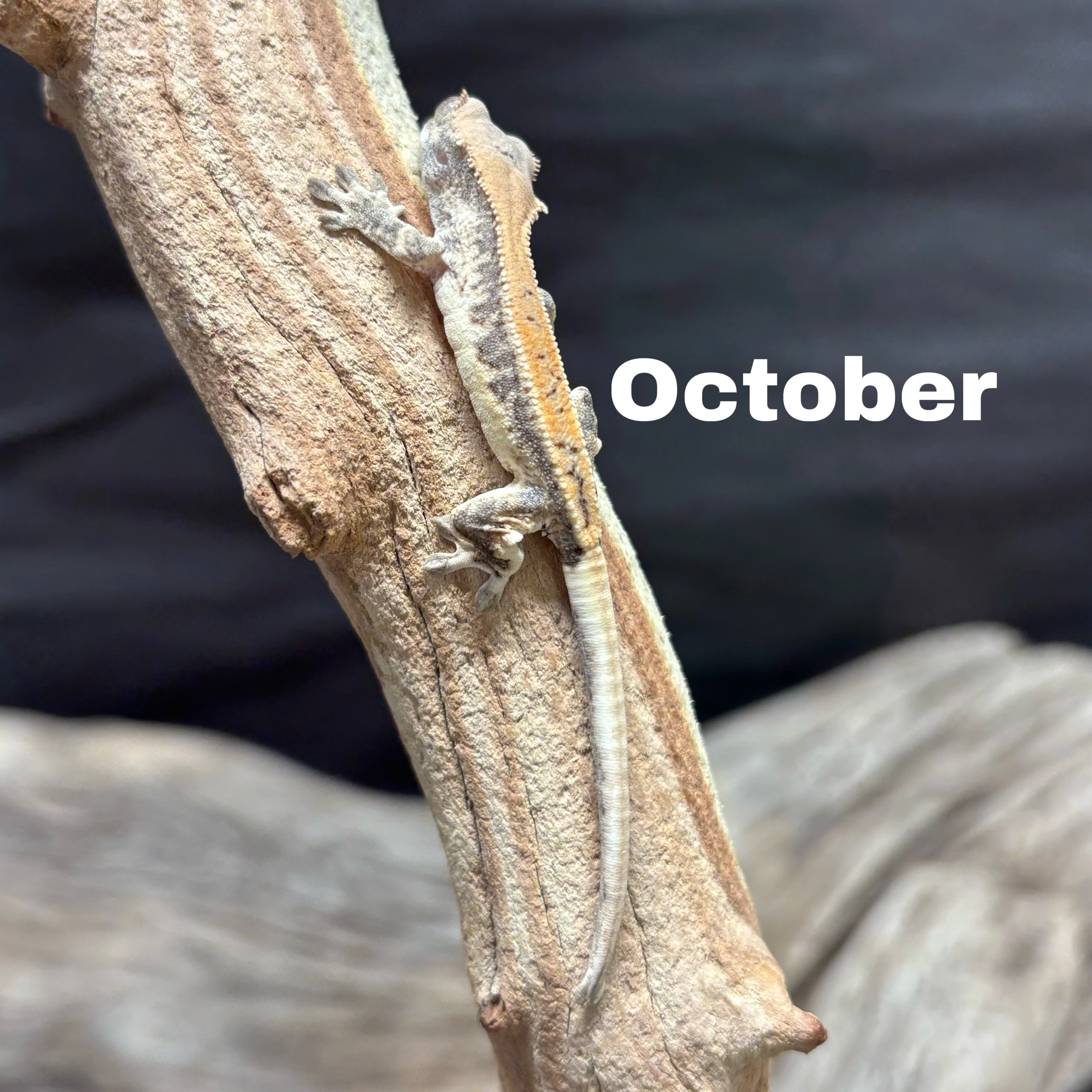 Correlophus ciliatus (Crested Gecko) Sable Lily White - Image 9