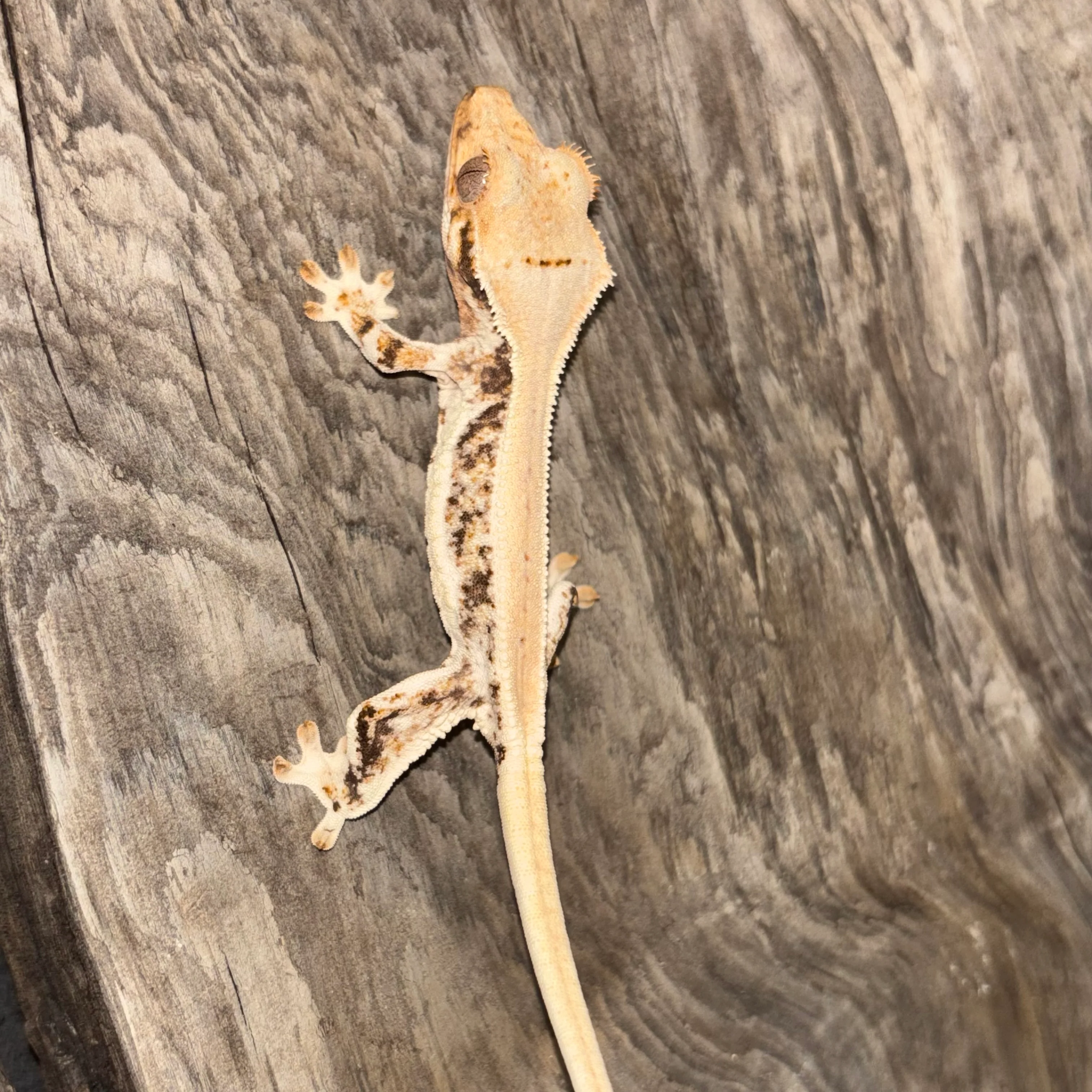 Correlophus ciliatus (Crested Gecko) Lily White Juvenile - Image 3