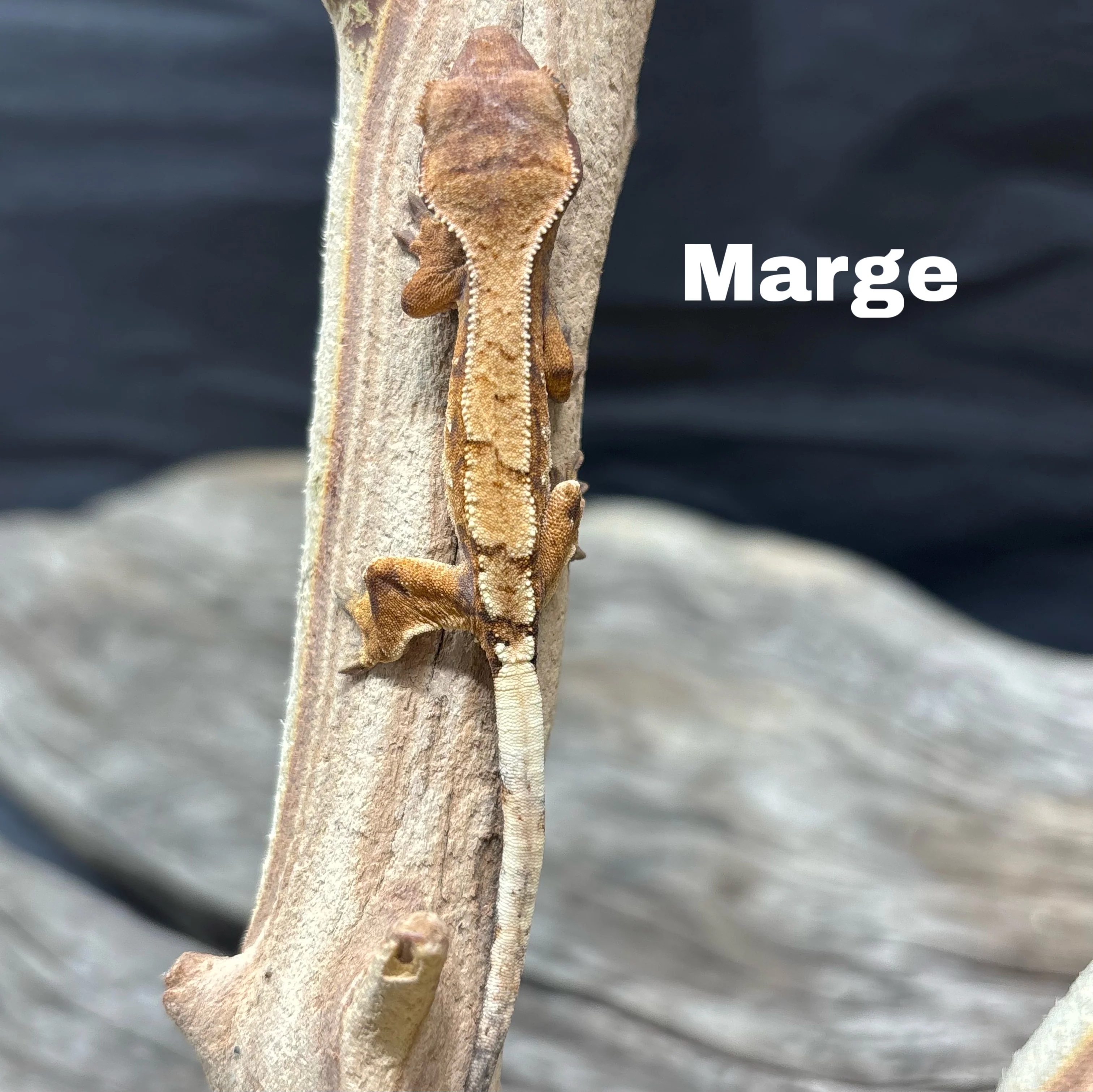 Correlophus ciliatus (Crested Gecko) Sable - Image 3