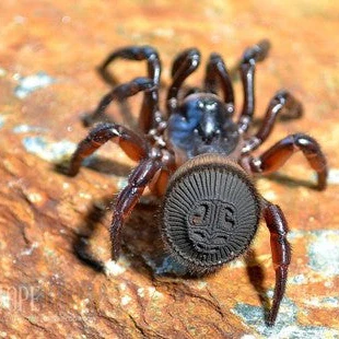 Cyclocosmia latusicosta (Hourglass Trap Door) 2" FEMALE
