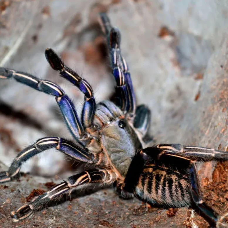 Cyriopagopus albostriatus 'Ratchaburi' (Ratchaburi Blue Zebra) 0.5"