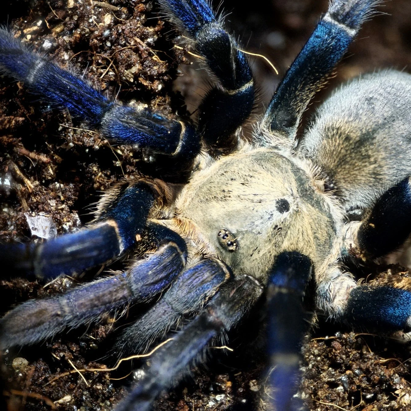 Melopoeus lividus (Cobalt Blue)