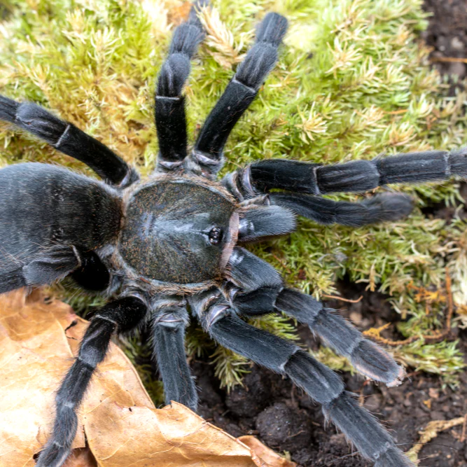 Melopoeus minax 'Big Black' (Thai Earth Tiger)