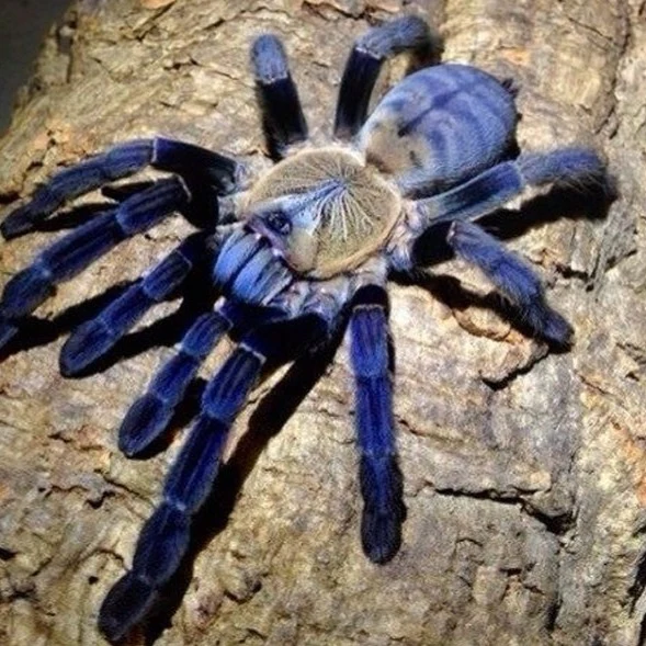 Phormingochilus hatihati (Borneo Purple Earth Tiger)