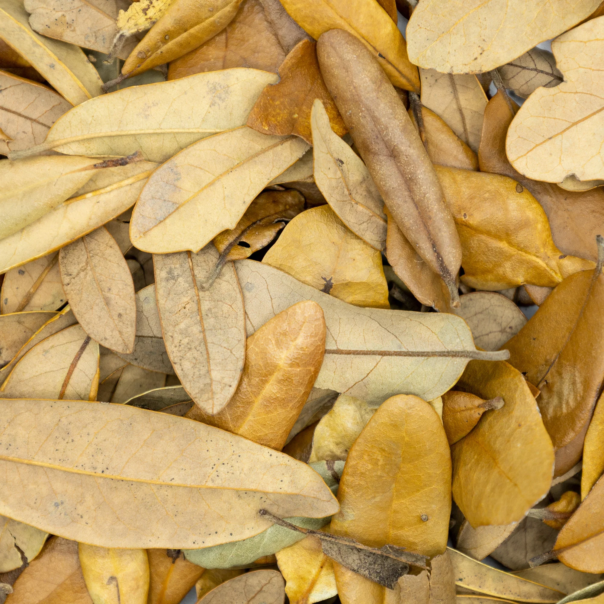 Dried Black Oak Leaves