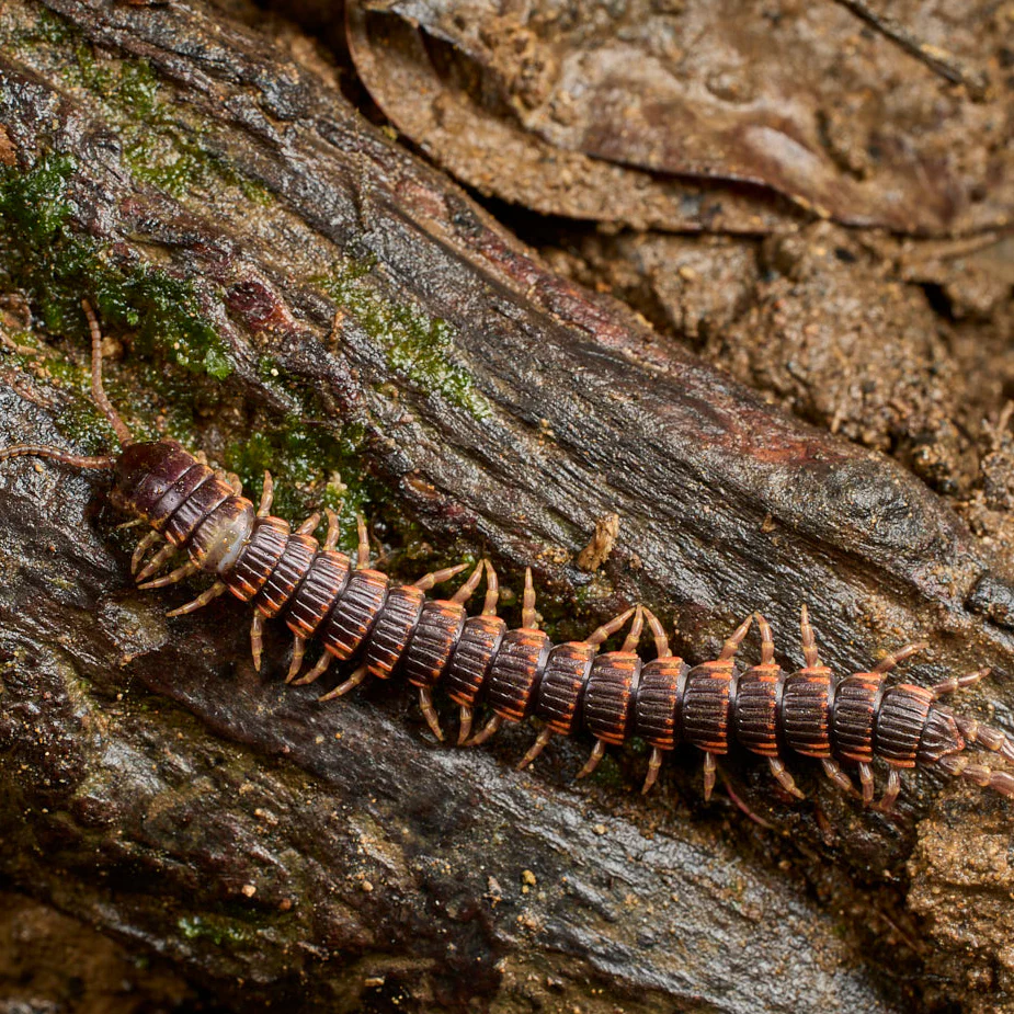 Edentistoma octosulcatum (Millipede-Eating Centipede)