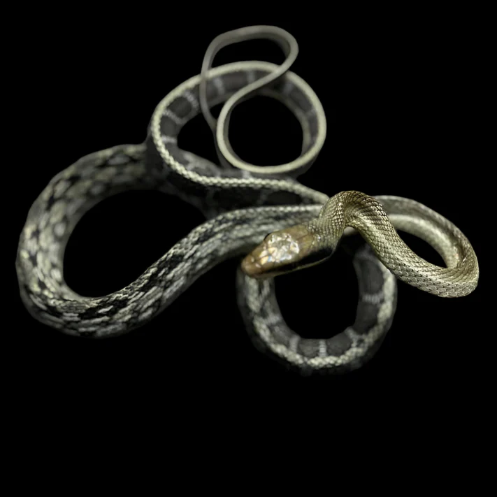 Elaphe taeniura callicyanous (Vietnamese Blue Beauty Rat Snake) Male - Image 2