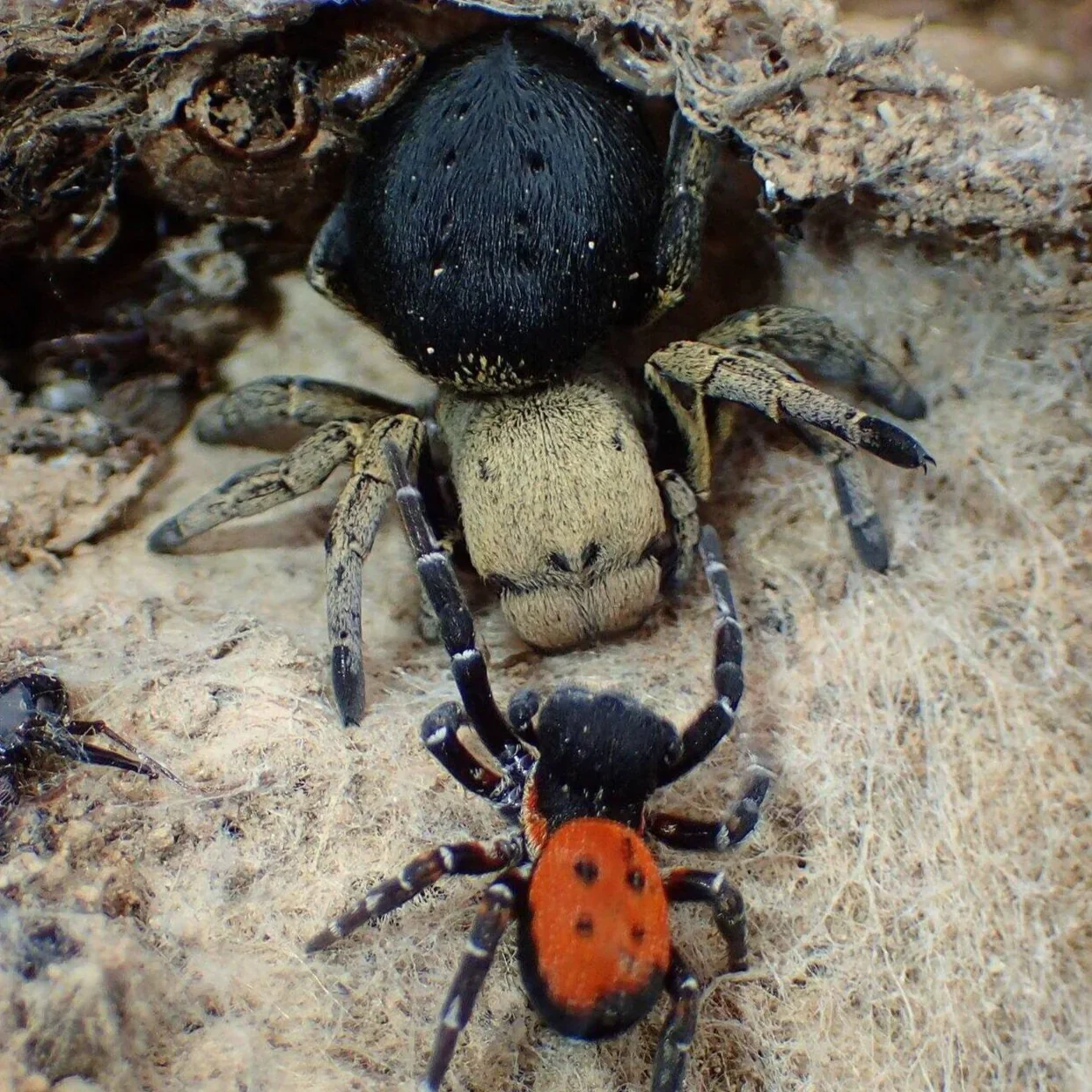 Eresus sp 'Ilustris' (Lady Bird Spider)
