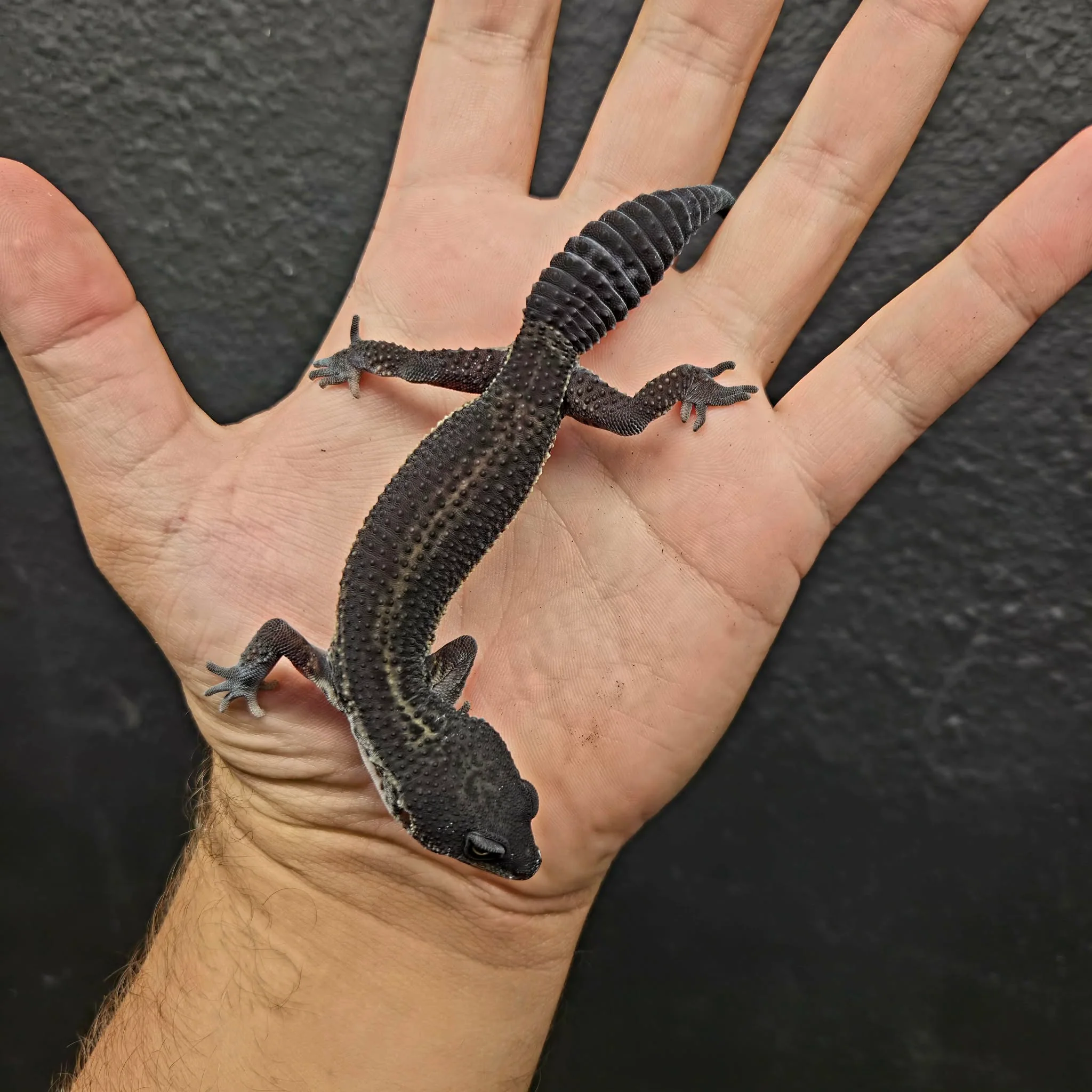 Eublepharis macularius (Leopard Gecko) Black Night - Image 10