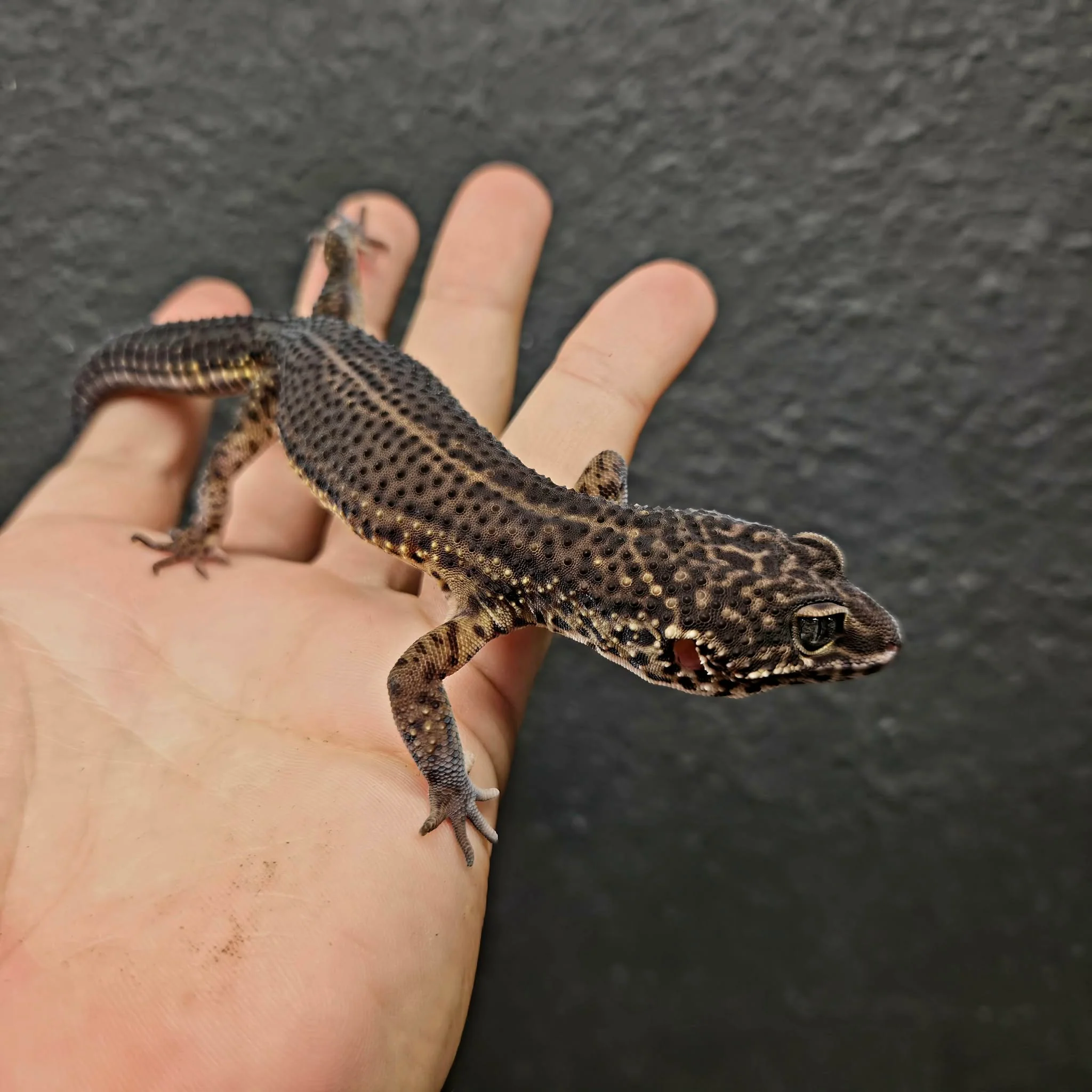 Eublepharis macularius (Leopard Gecko) Black Night - Image 11
