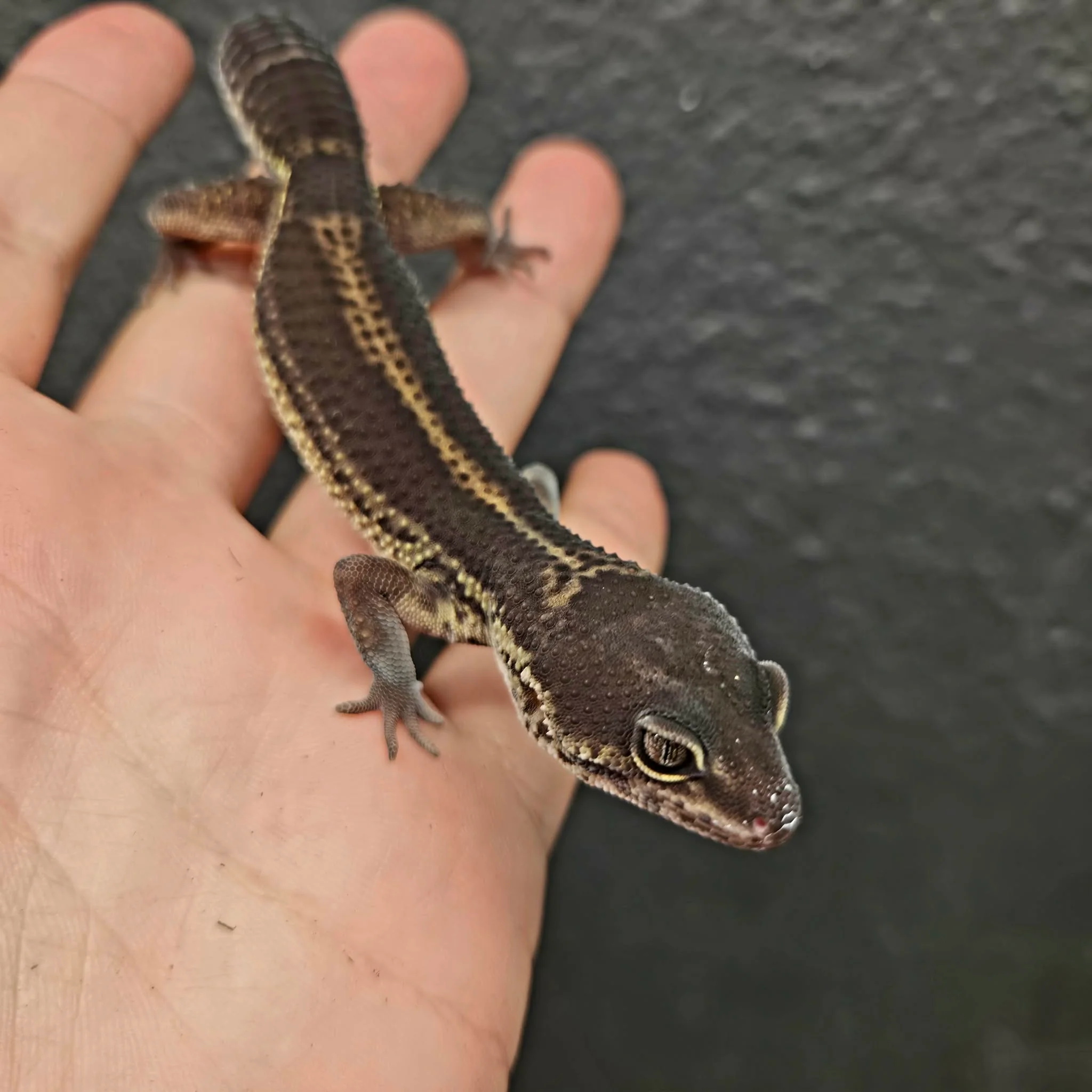 Eublepharis macularius (Leopard Gecko) Black Night - Image 12