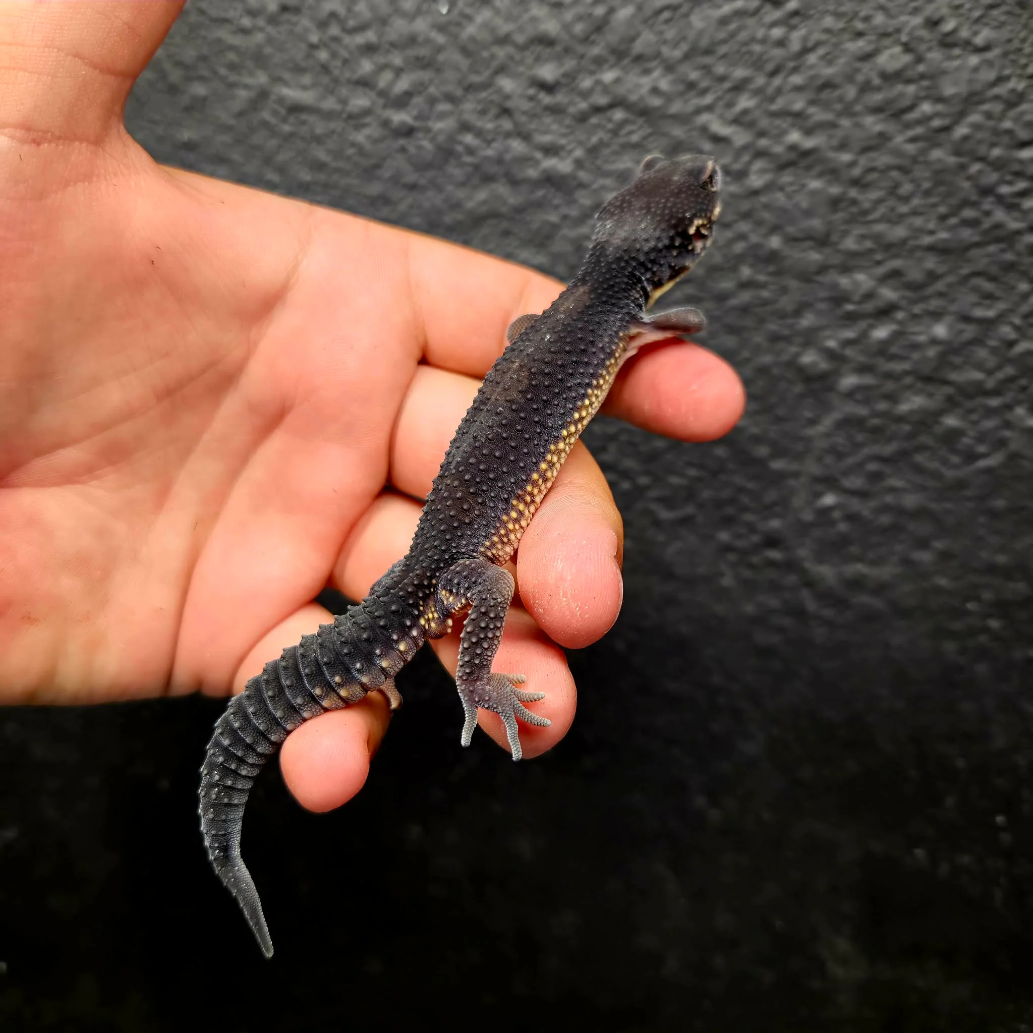 Eublepharis macularius (Leopard Gecko) Black Night - Image 13