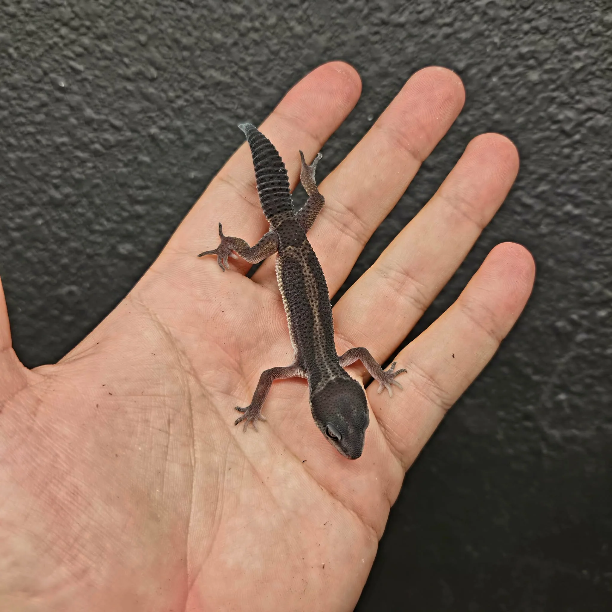 Eublepharis macularius (Leopard Gecko) Black Night - Image 14