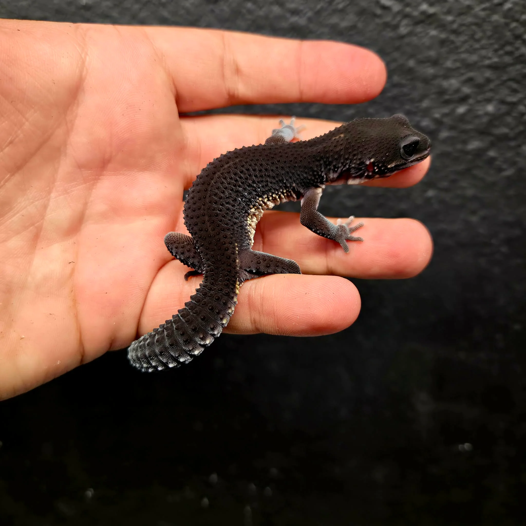 Eublepharis macularius (Leopard Gecko) Black Night - Image 15