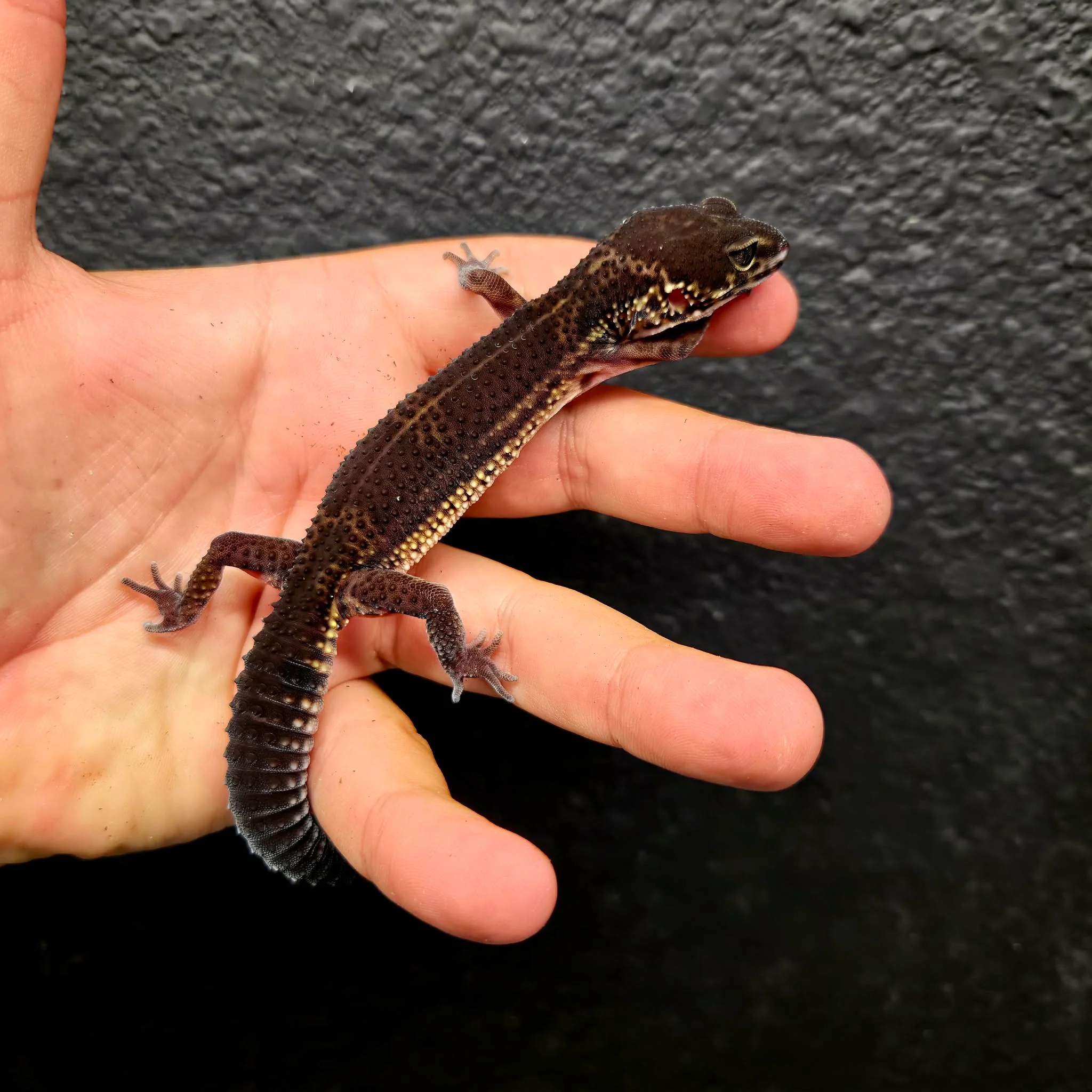 Eublepharis macularius (Leopard Gecko) Black Night - Image 17